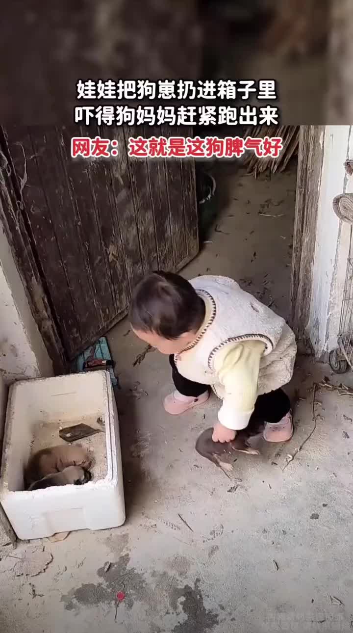 娃娃把狗崽扔进箱子里，听见狗崽的叫声吓的狗妈妈赶紧跑出来