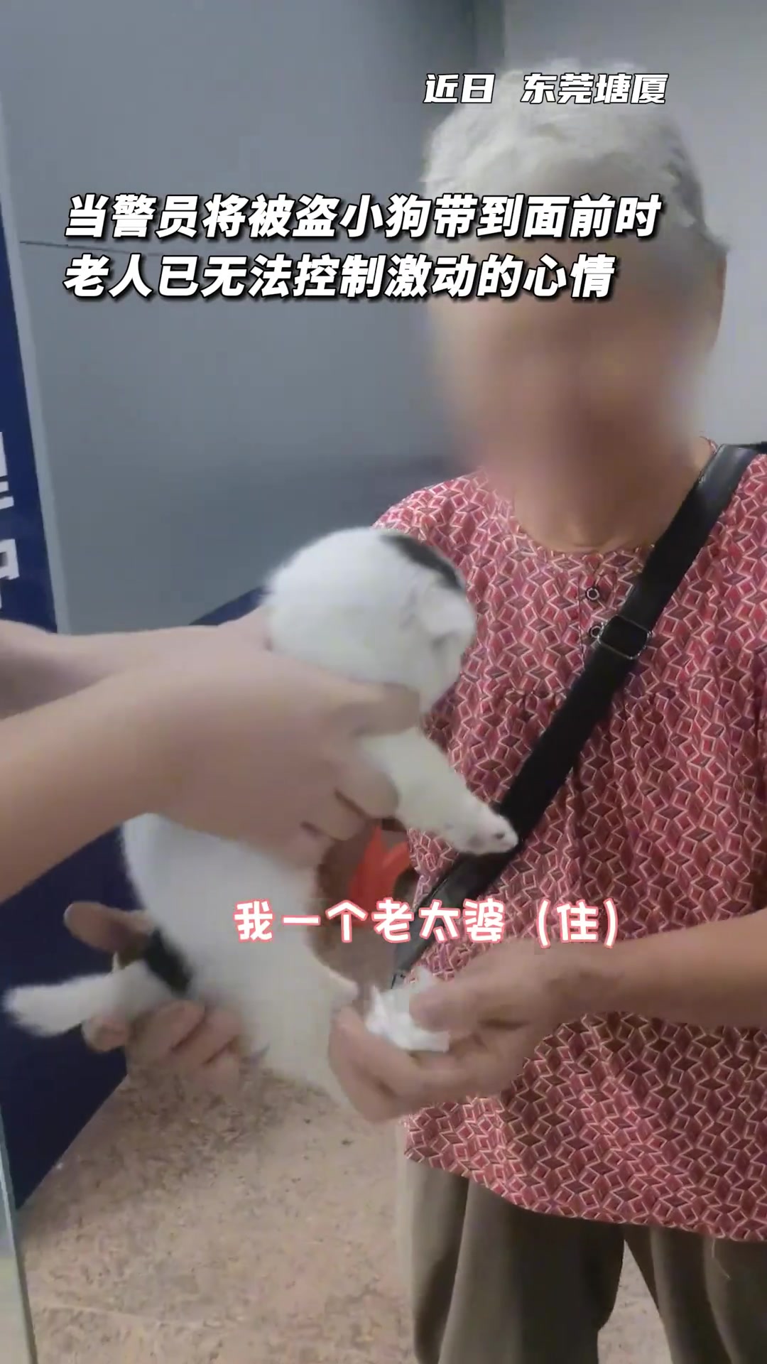 被偷走的是小狗，找回的是“陪伴”！