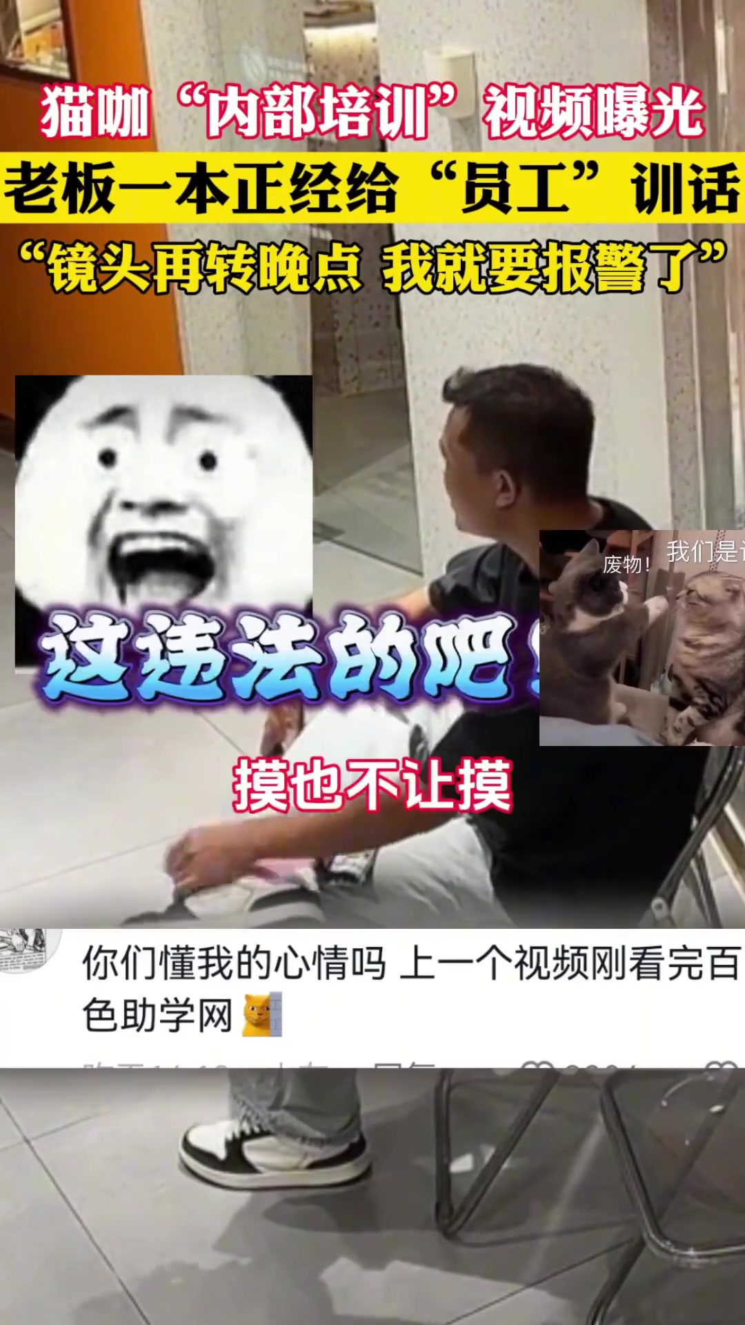 看得出猫猫已经快崩溃了