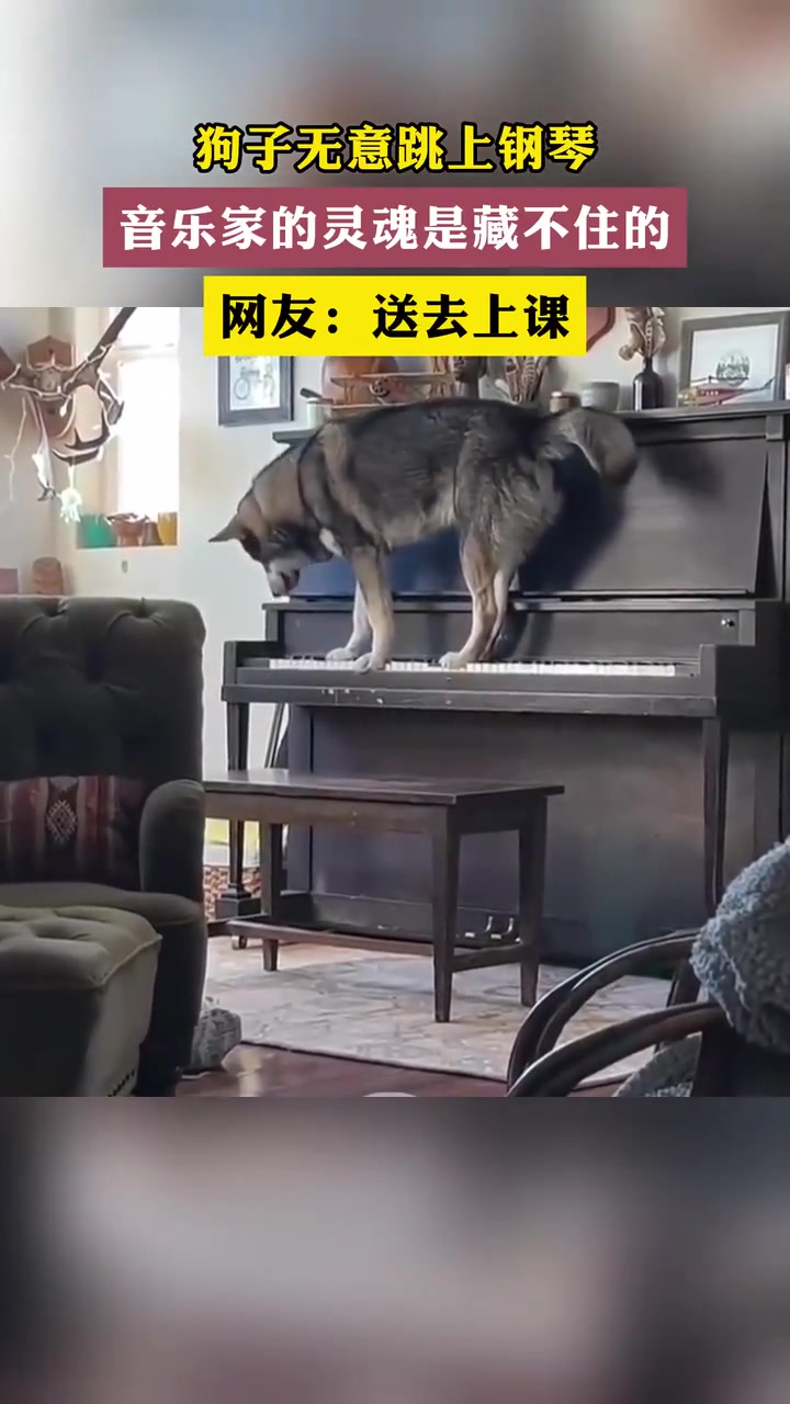狗子无意跳上钢琴音乐家的灵魂是藏不住的