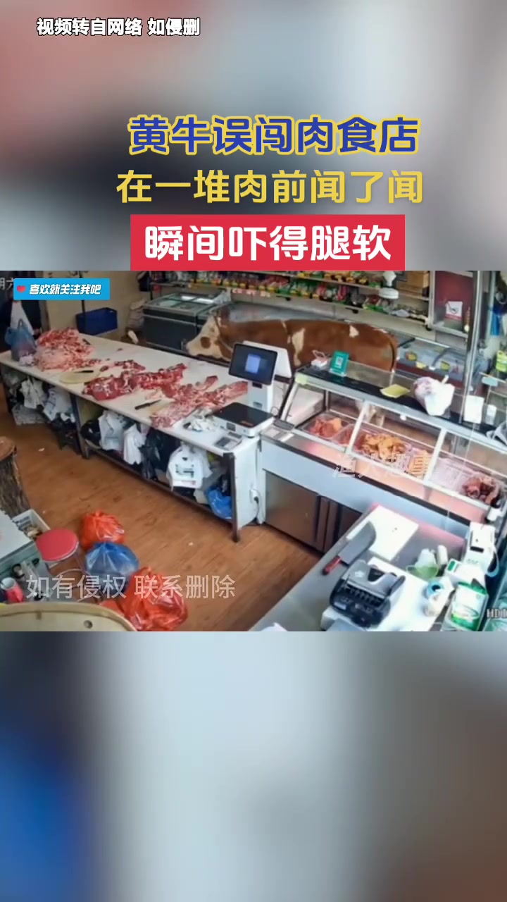 黄牛误入肉食店在一堆肉面前闻了闻瞬间吓软