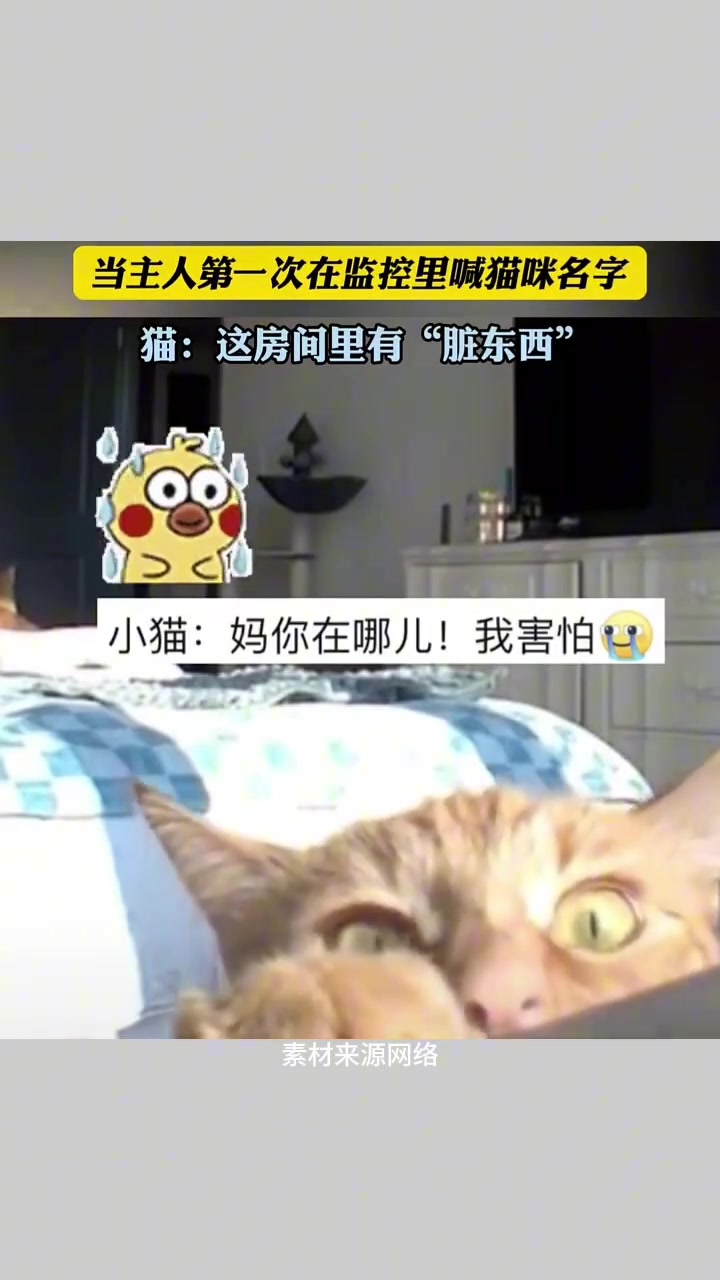 大白天挺吓猫的