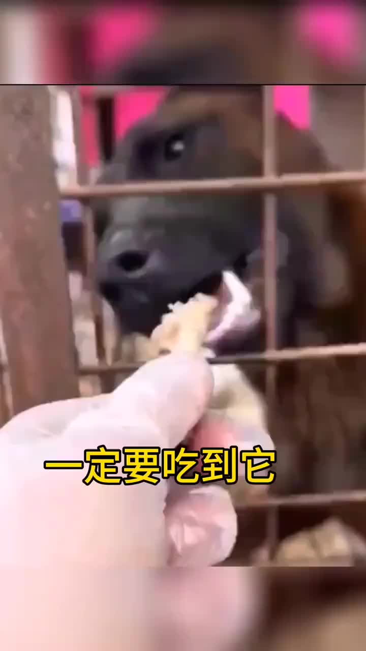 狗：今天就是天王老子来了，我都要吃到它！！！
