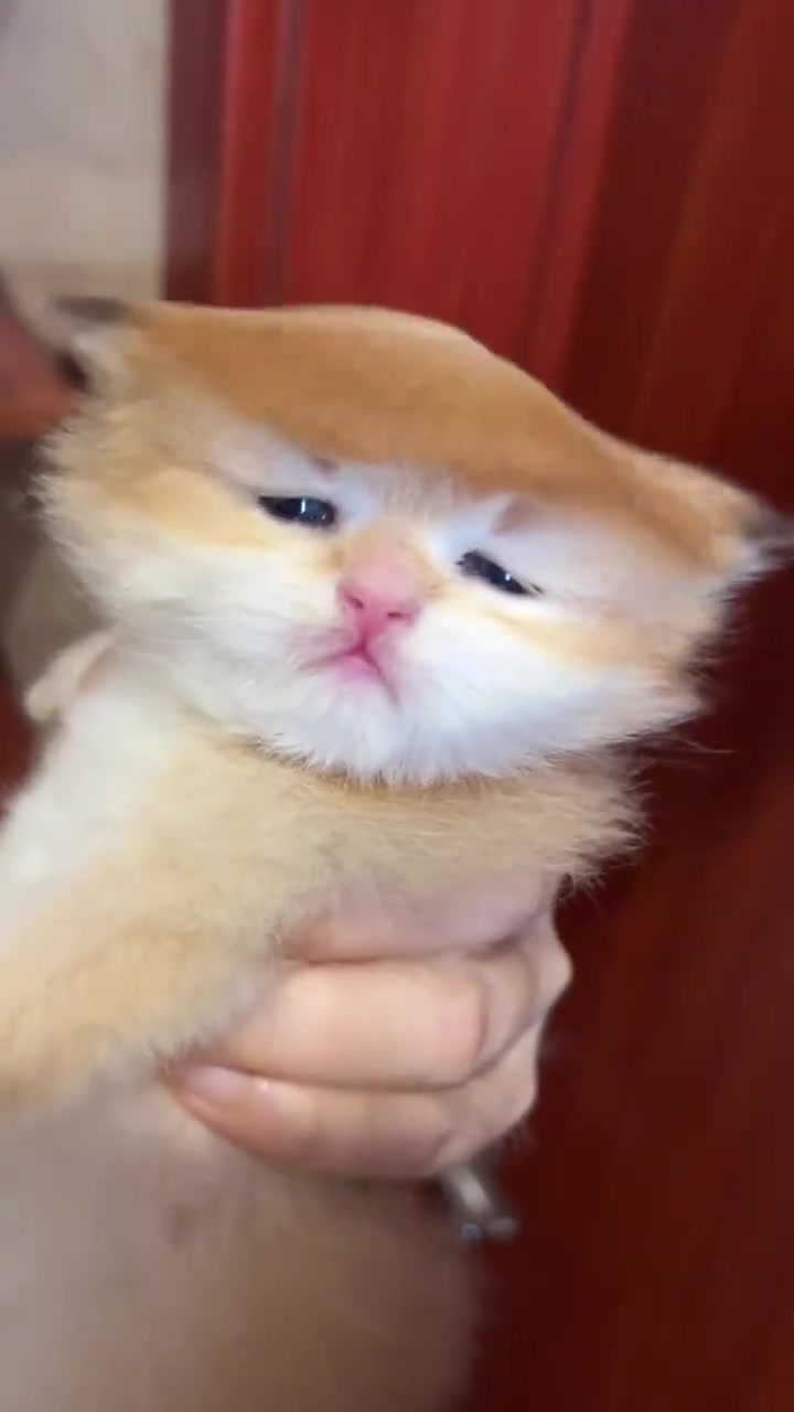 这个发型有点像一个人，突然想不起名字了！！！