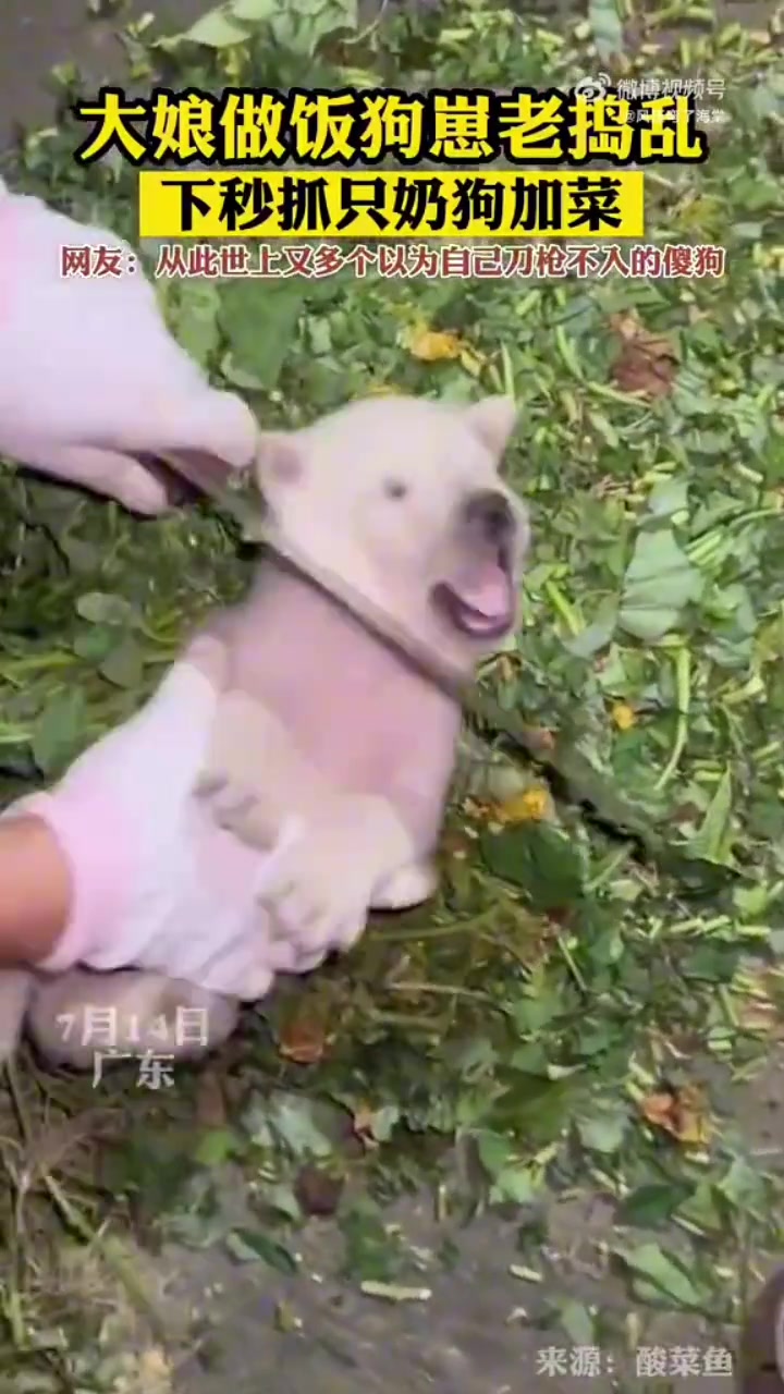 真是吓死个狗了