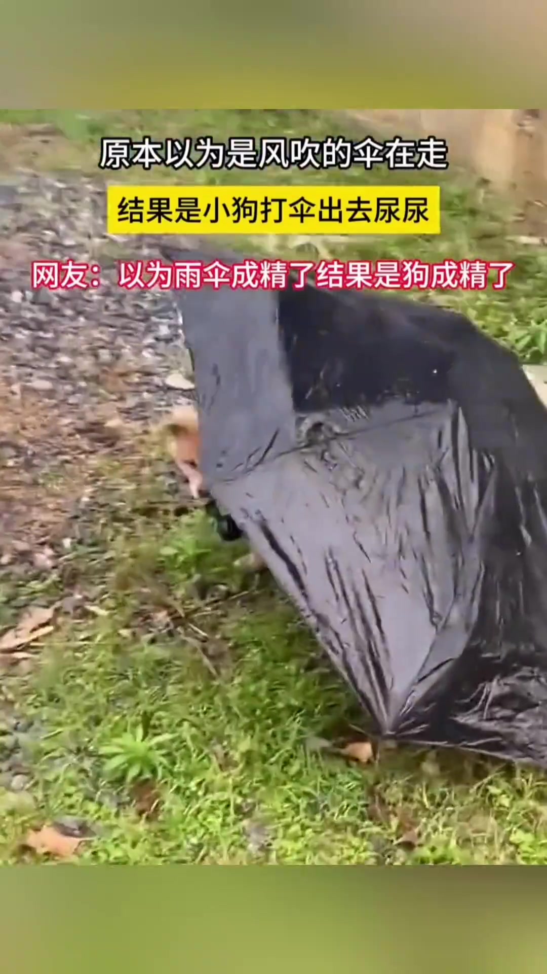 原本以为是风吹的伞在走，结果是狗打伞出去尿尿