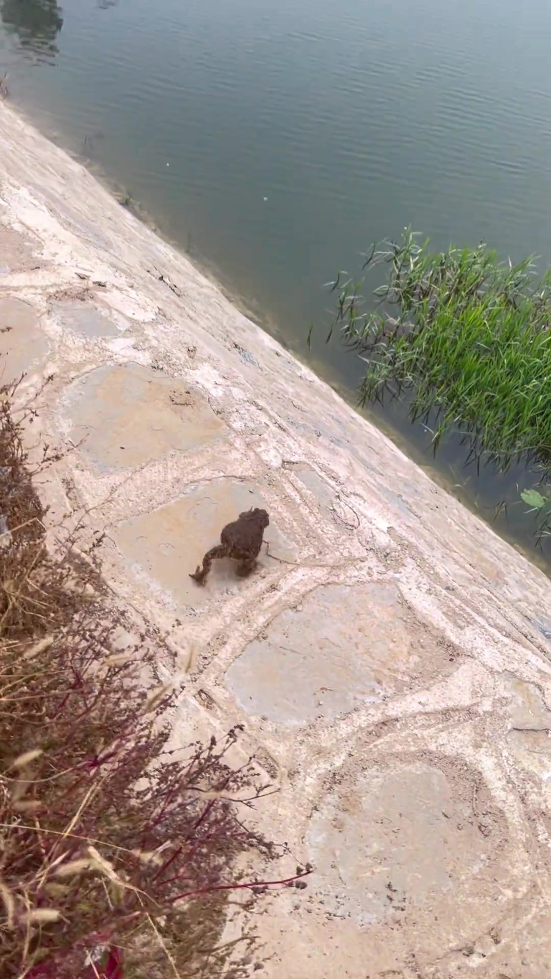 以为在想办法！没想到是壮胆！