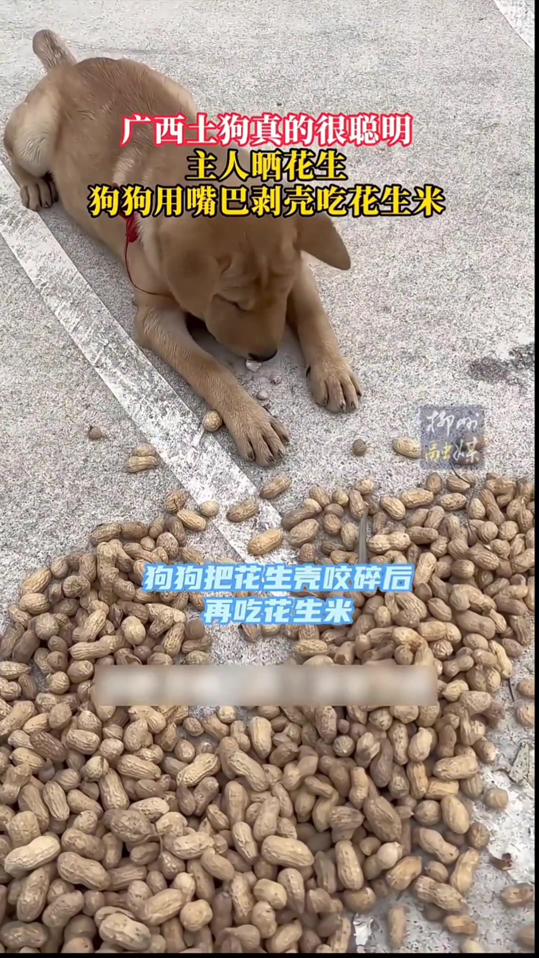 主人晒花生，狗狗用嘴巴剥壳吃花生米