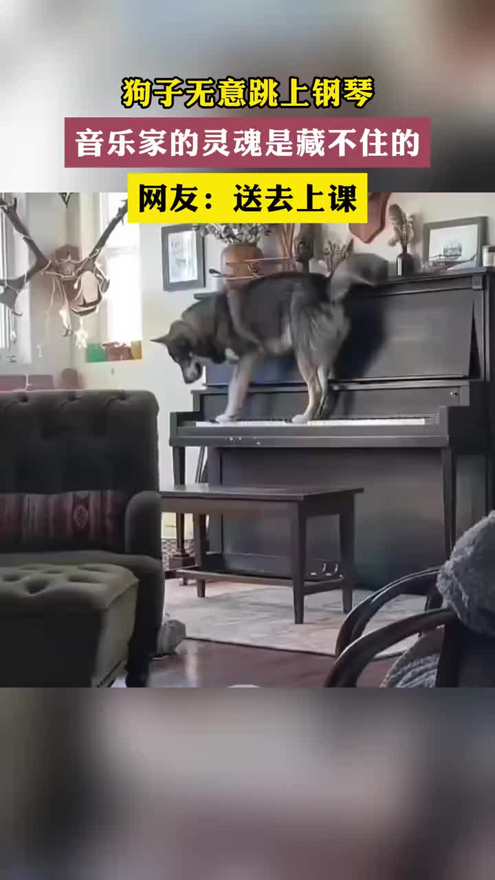 狗子无意跳上钢琴音乐家的灵魂是藏不住的！