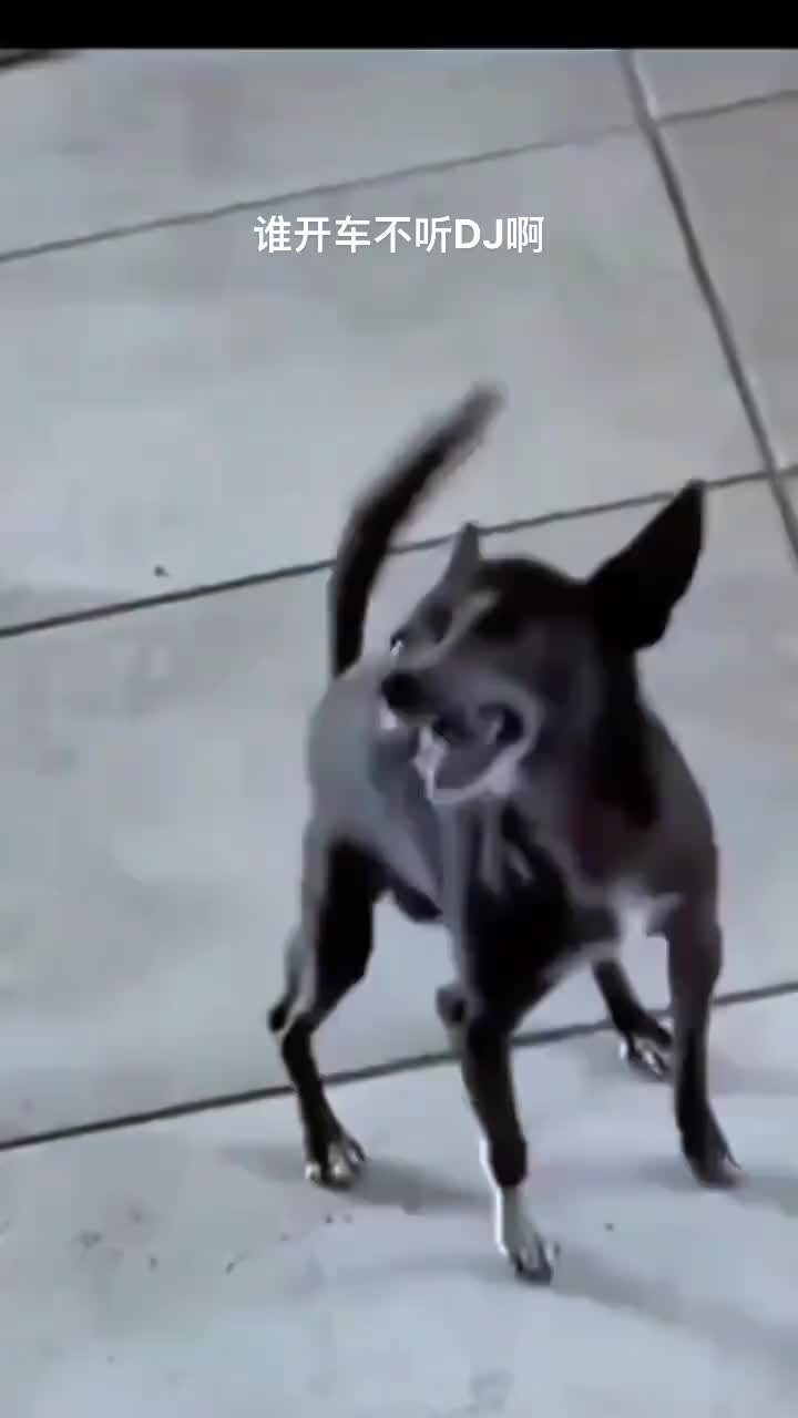全村唯一开过车！听过DJ的狗子！