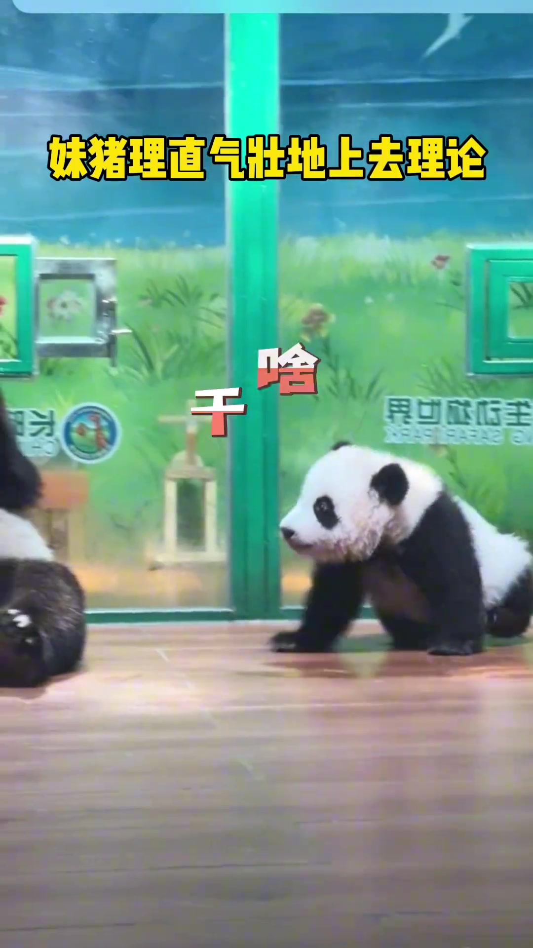 萌萌抢走妹猪的笋，妹猪理直气壮上去理论！