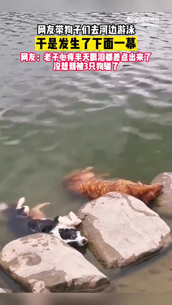 带狗子游泳发生这一幕
