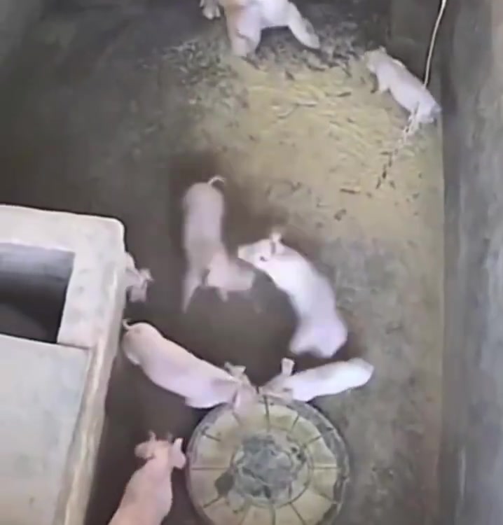 小猪打架猪妈妈看不下去了，随机扔了一个给闺蜜养