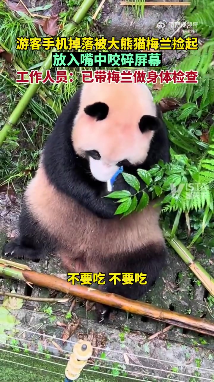 游客手机掉落被大熊猫捡起，放入嘴中咬碎屏幕