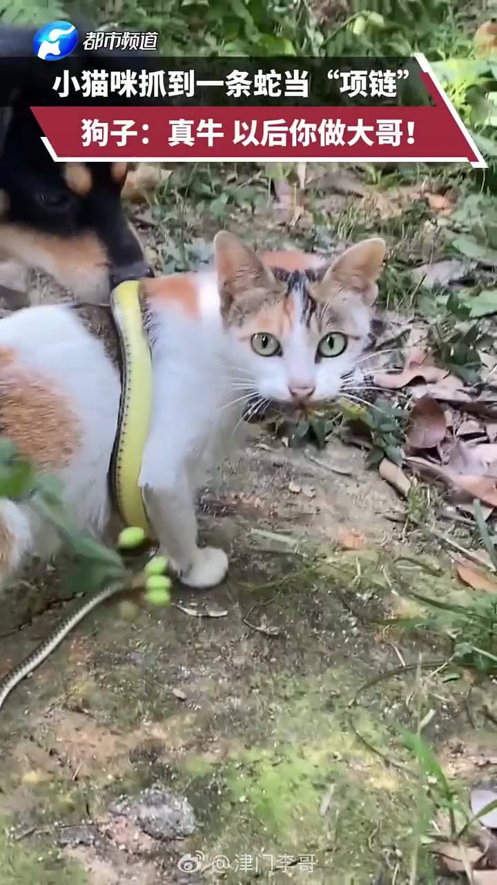 小猫咪抓到一条蛇当“项链”