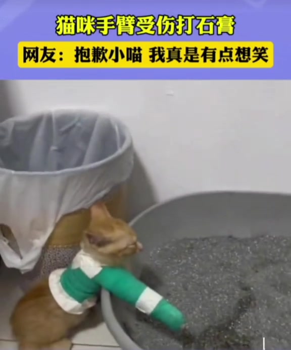 猫咪手臂受伤打石膏