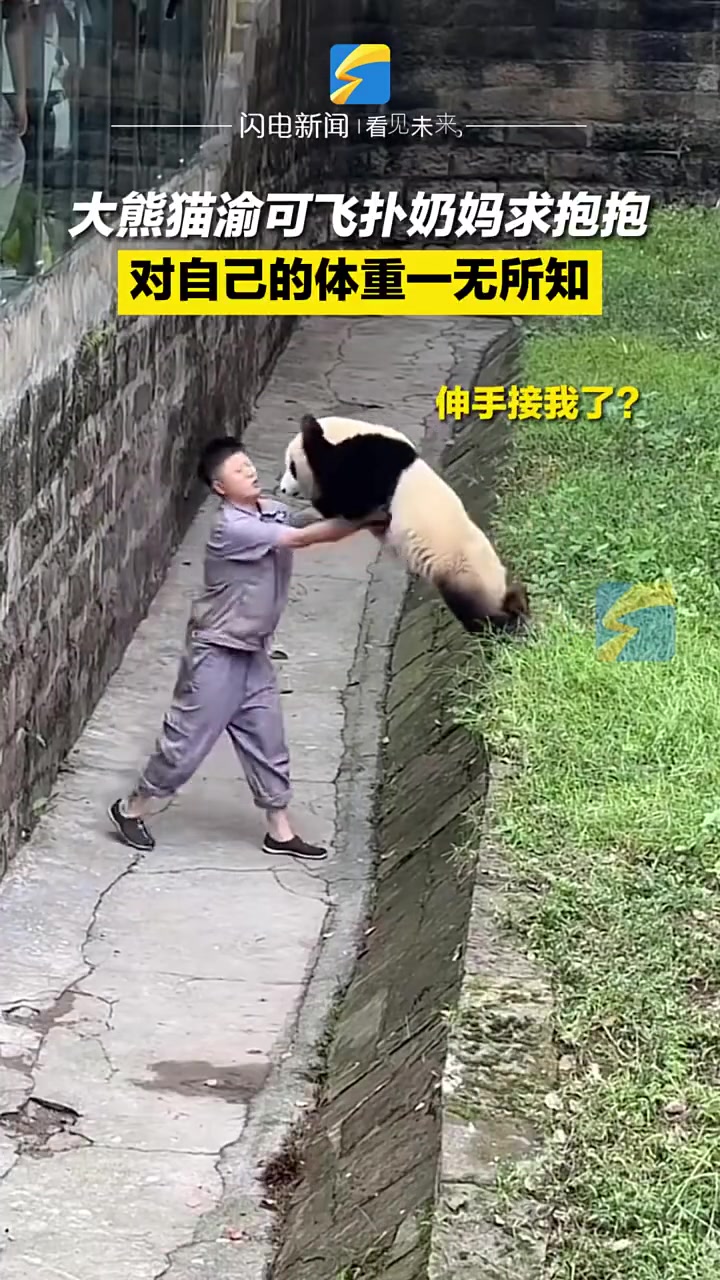 大熊猫渝可飞扑妈妈求抱抱，对自己的体重一无所知！！