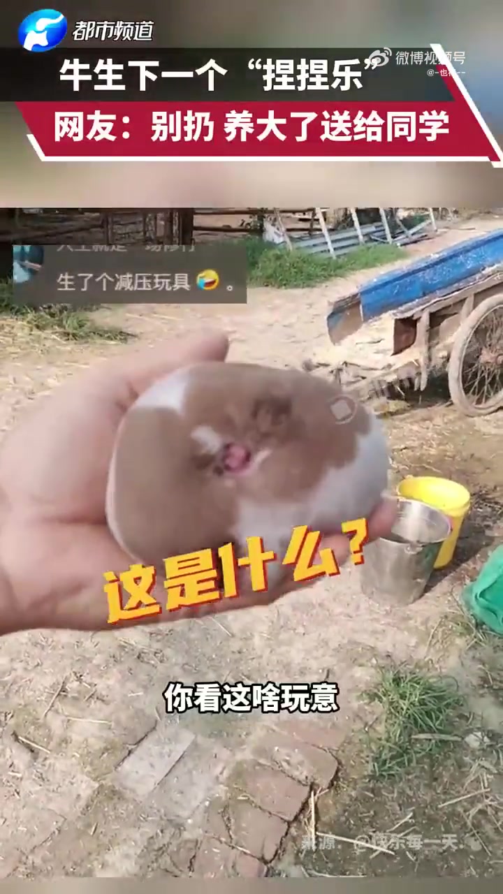 牛生下一个“捏捏乐”，网友：别扔，养大了卖给同学！