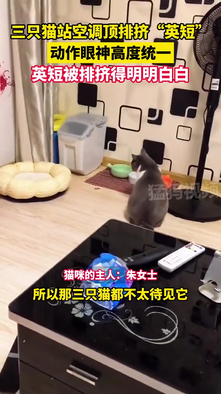 三只猫站空调顶排挤“英短”动作眼神高度统一