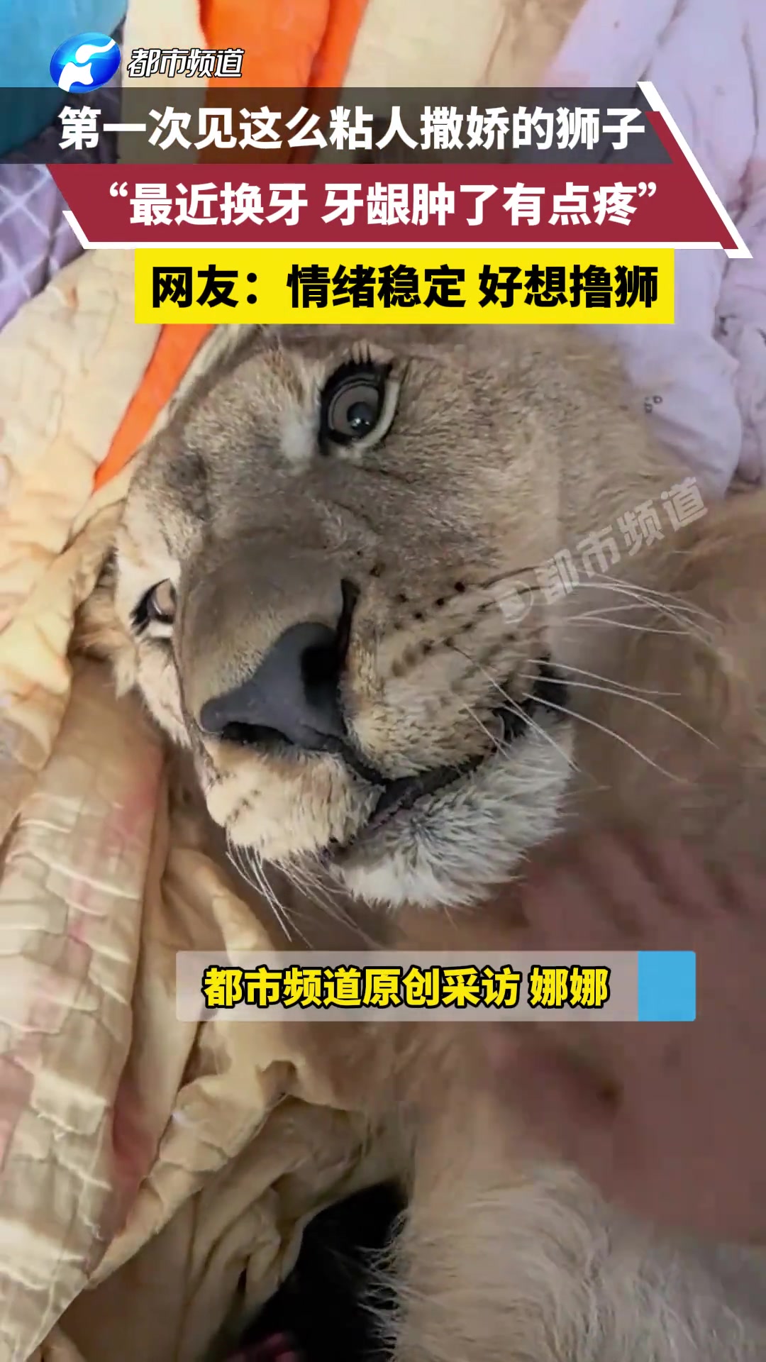 第一次见这么粘人撒娇的狮子