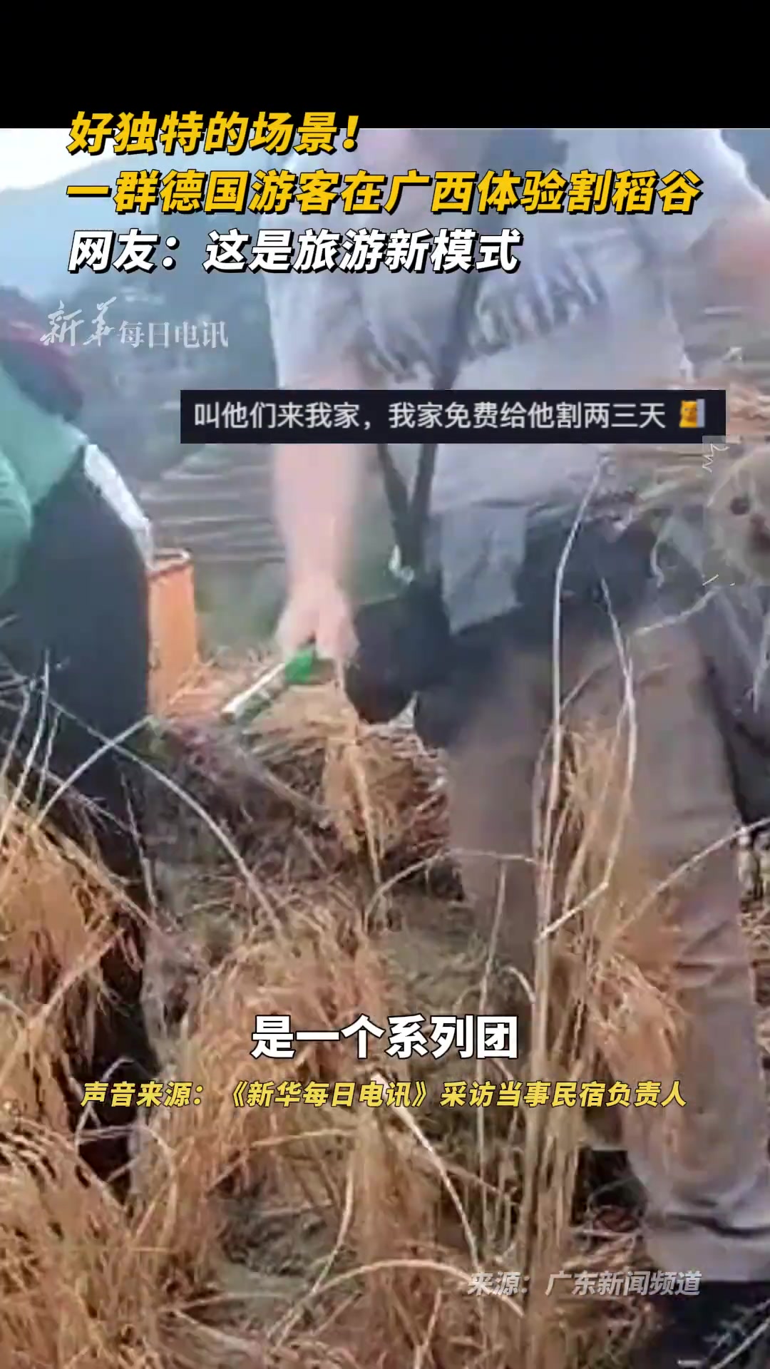 好独特的场景！一群德国游客在广西体验割稻谷