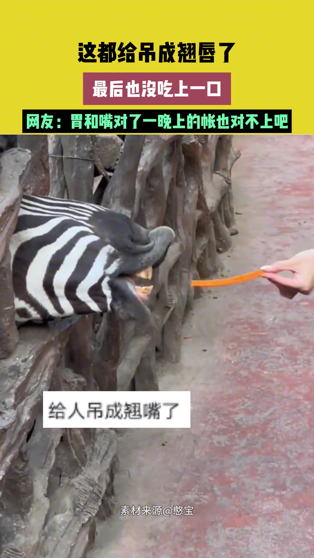 这都给吊成翘唇了，最后也没吃上一口