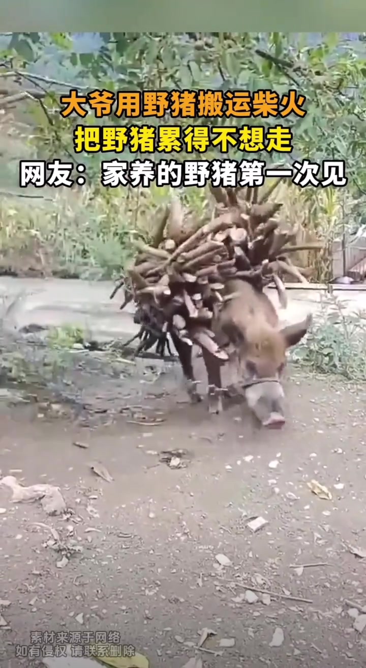 大爷用野猪搬运柴火，把野猪累的不想走