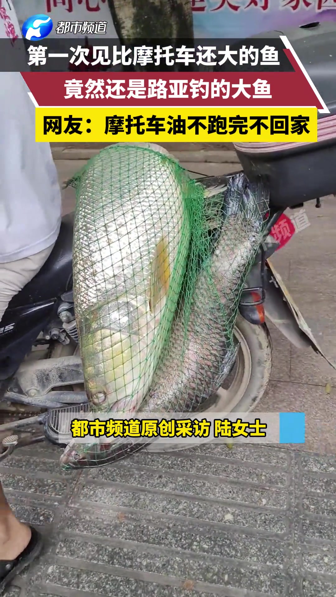 第一次见比摩托车还大的鱼！摩托车油不跑完不回家