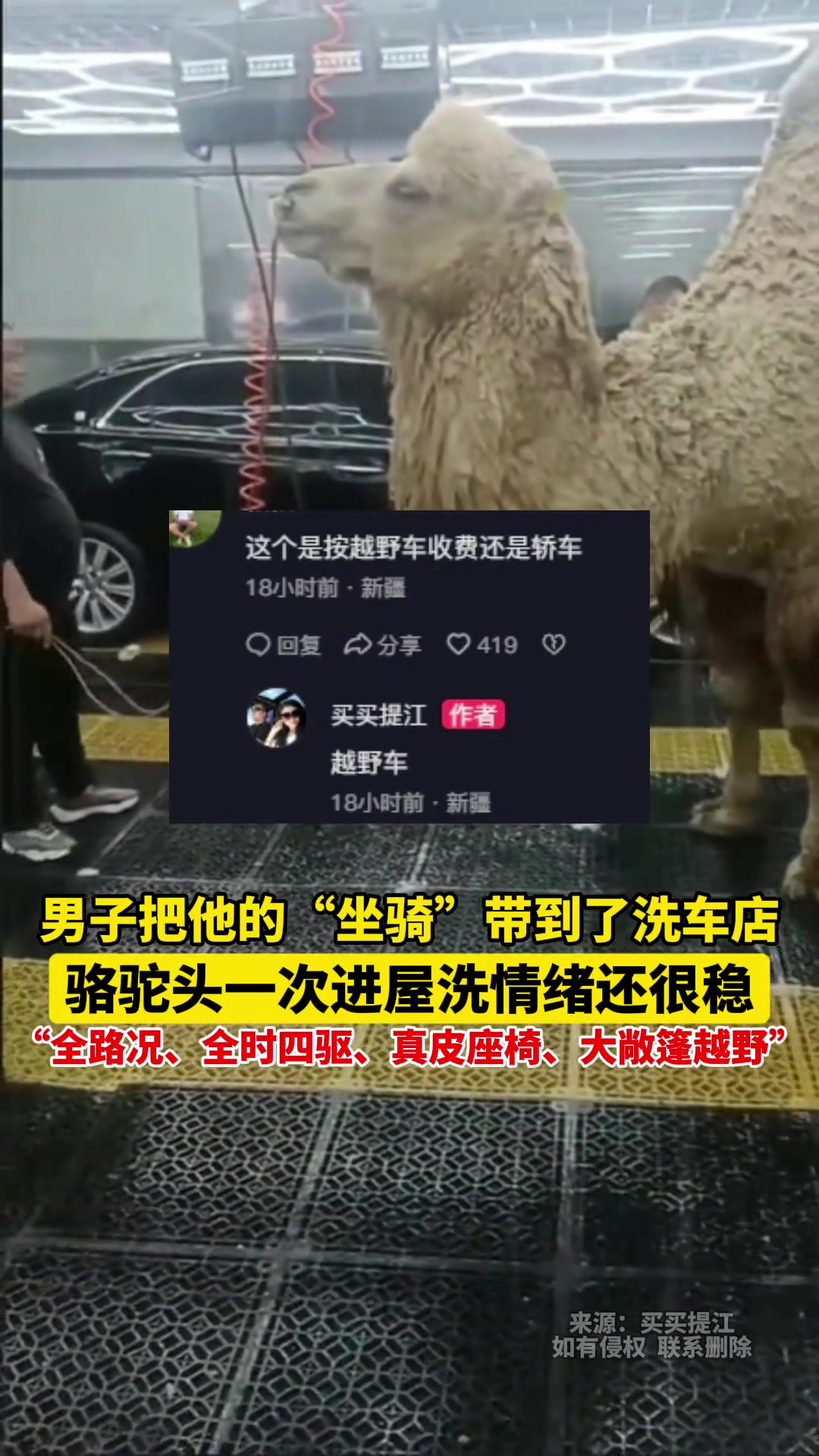男子把他的“坐骑”带到了洗车店，骆驼头一次进屋洗情绪还很稳
