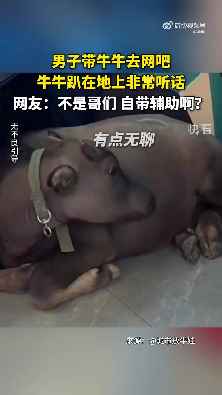 男子带牛牛去网吧！网友：不是哥们，自带辅助啊