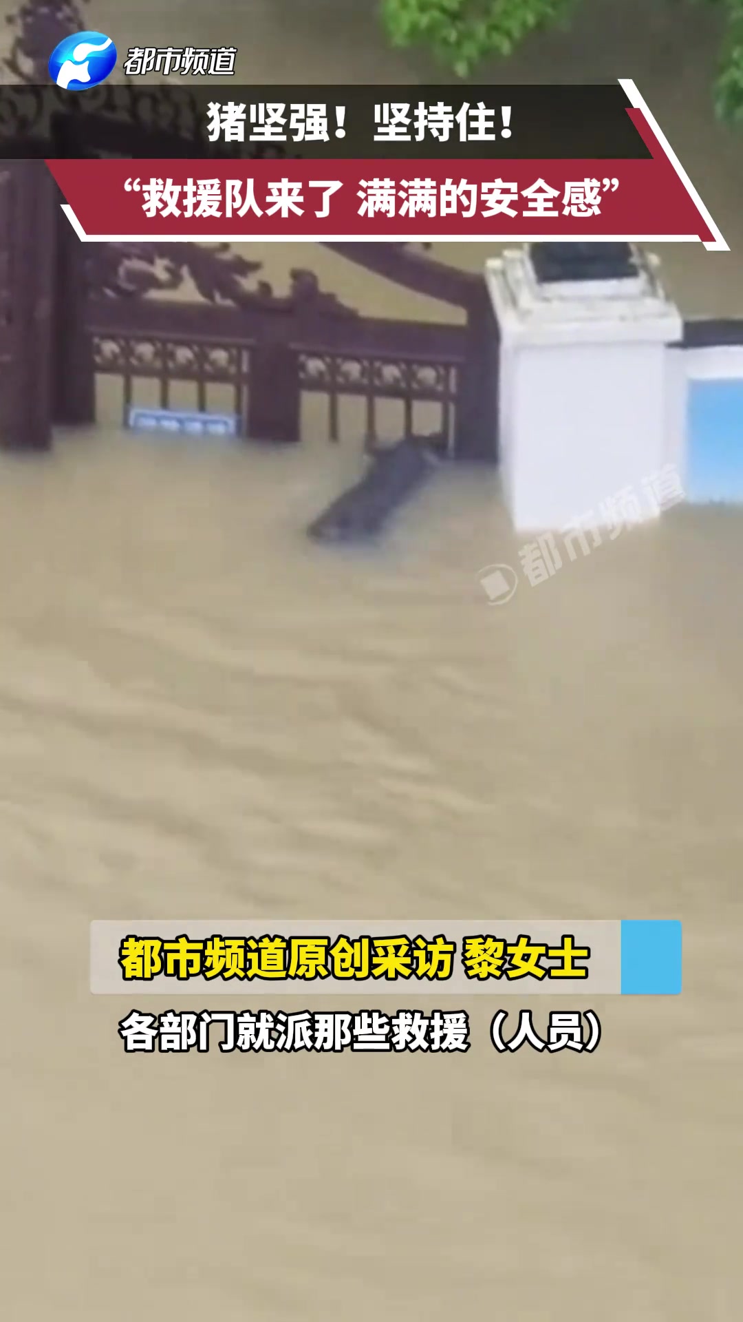 猪坚强坚持住，救援队来了