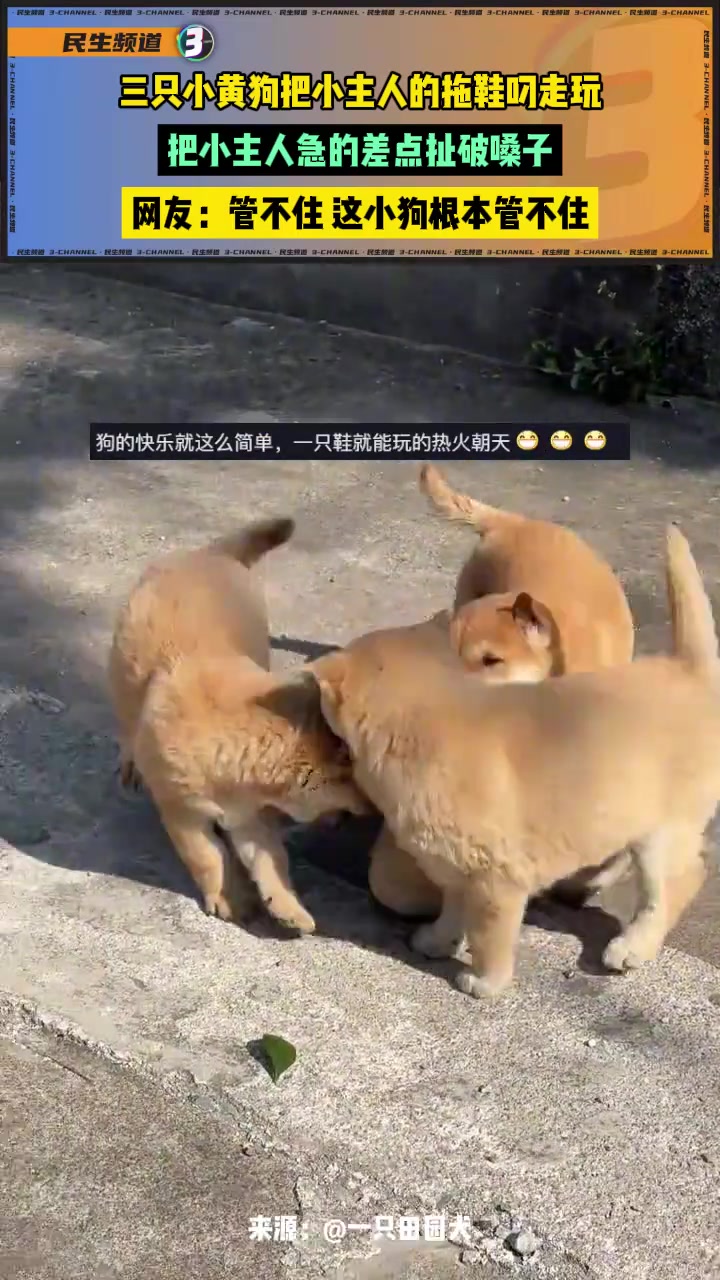 三只小狗把小主人的鞋叼走玩