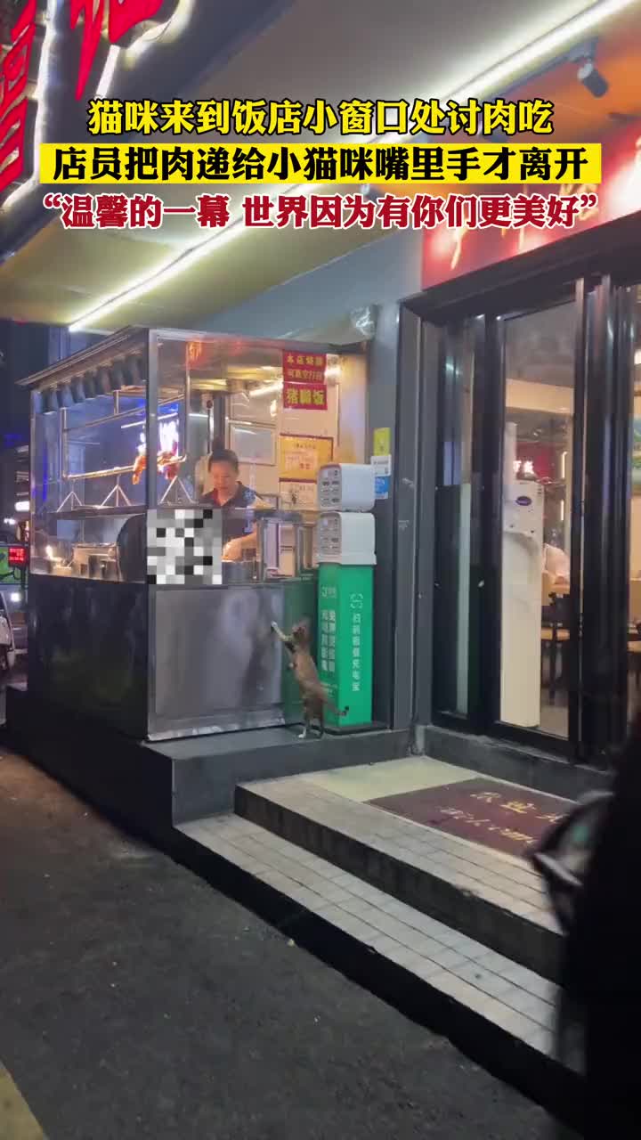 猫咪来到饭店小窗口处讨肉吃，店员把肉递给小猫咪嘴里手才离开