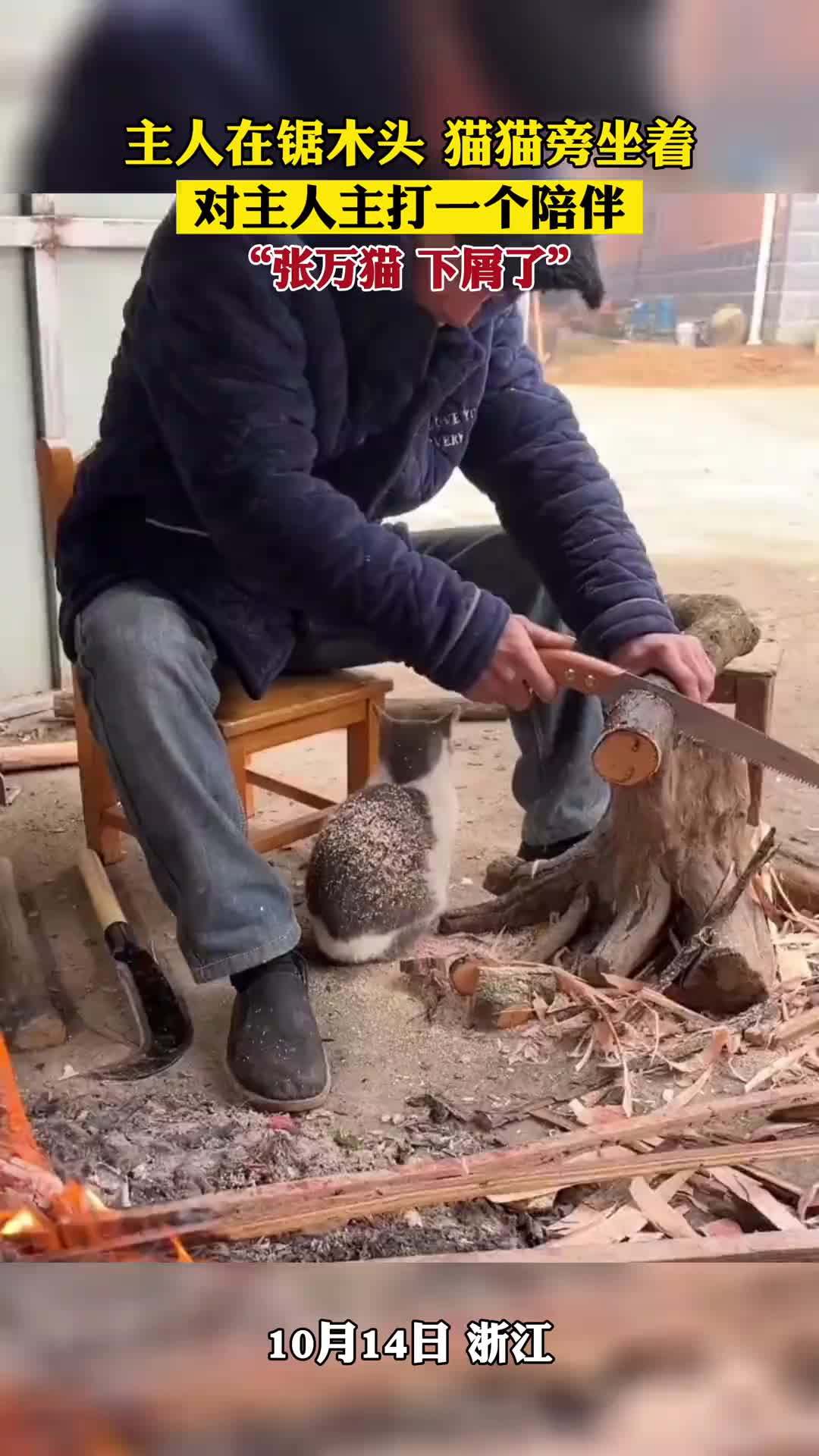 主人在锯木头猫猫旁坐着主打一个陪伴