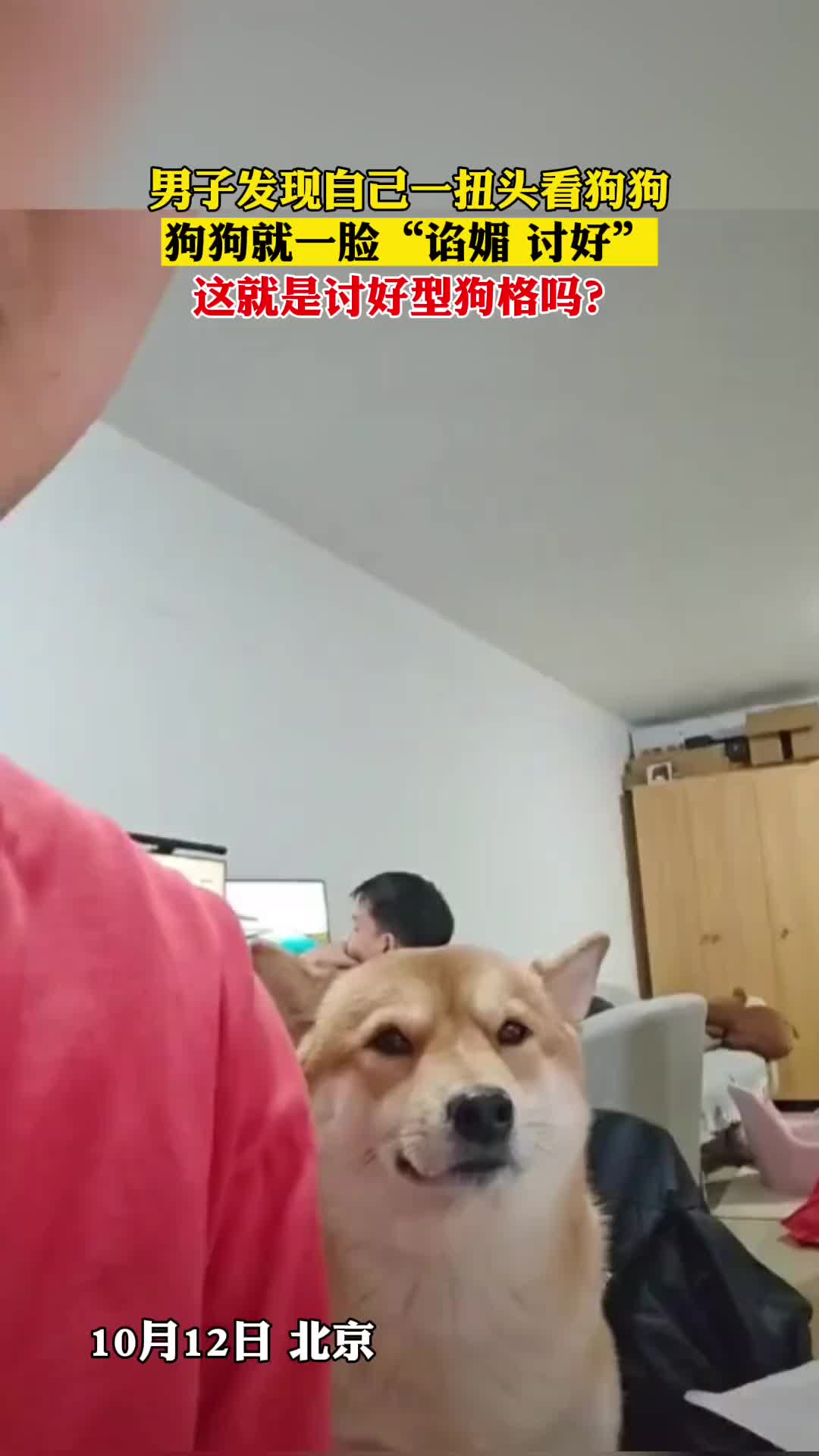 这就是讨好型狗格吗