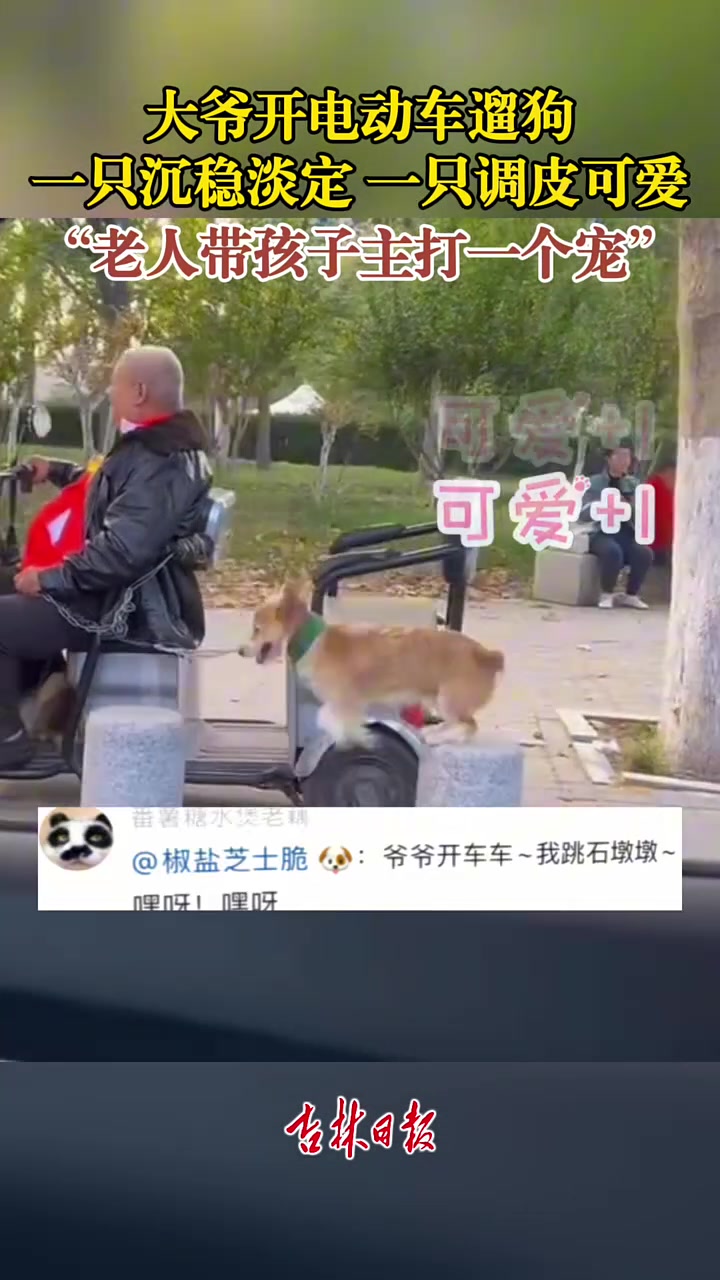 大爷开电动车遛狗，一只沉稳淡定，一只调皮可爱