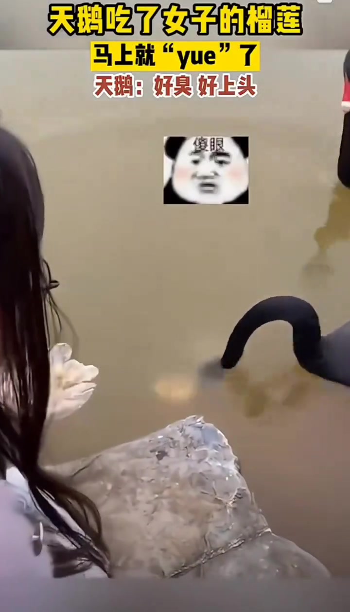 天鹅：你给我吃的是什么！