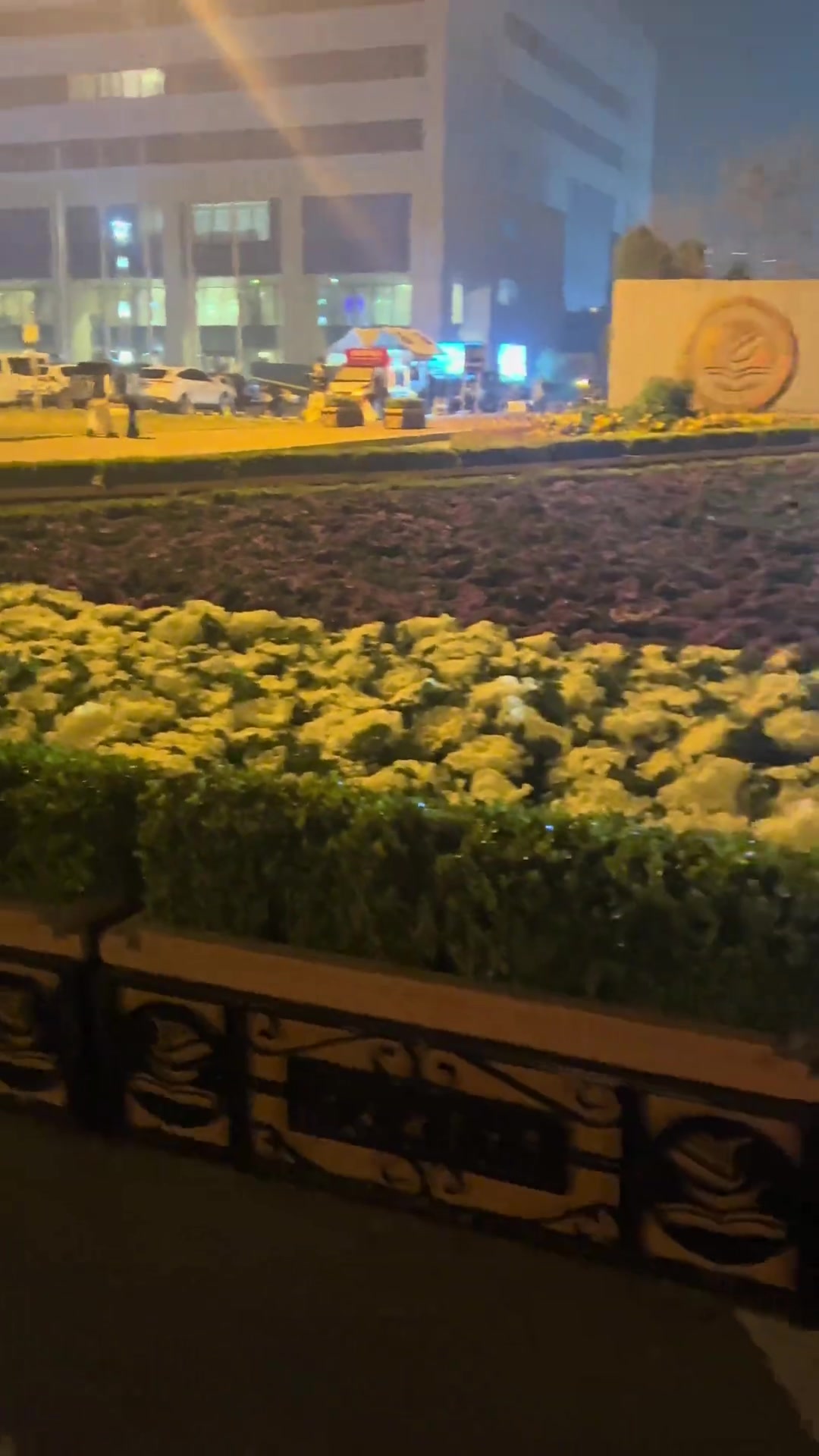 白菜假装是花成为绿化了能吃吗