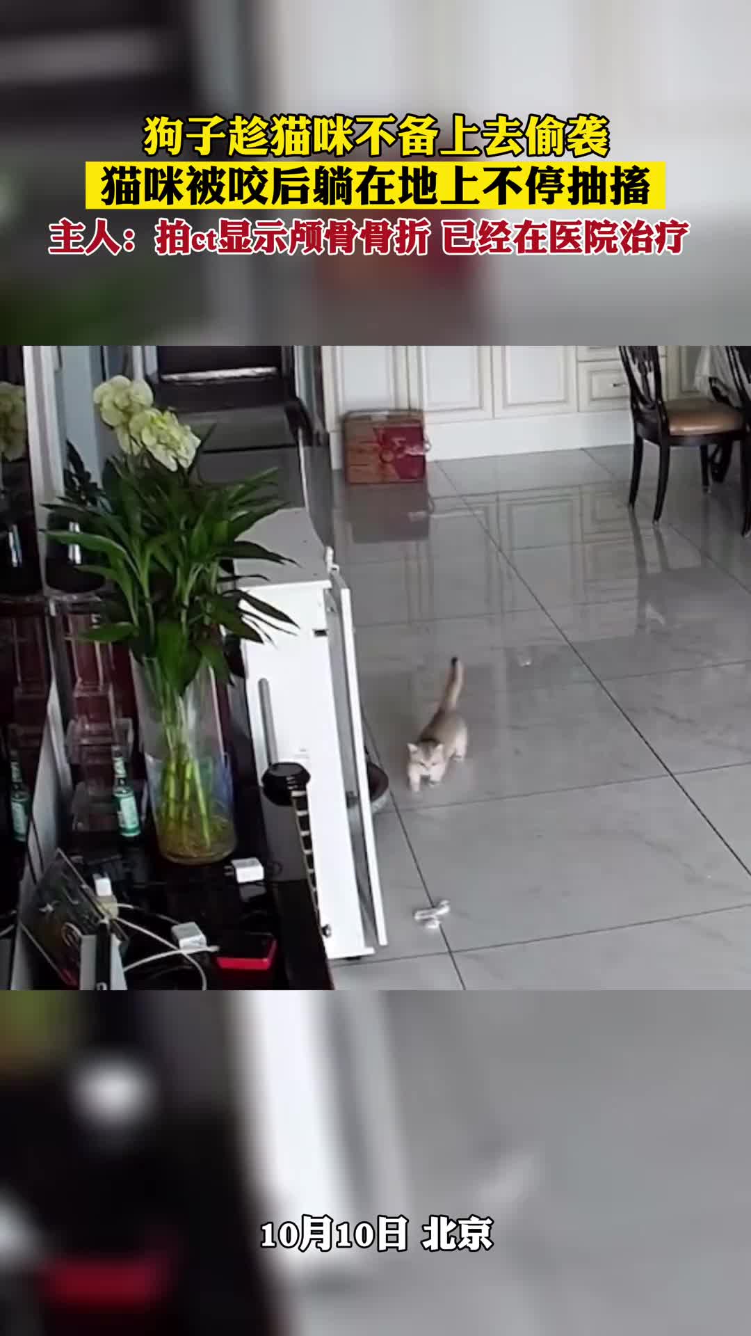 狗子趁猫咪不备上去偷袭，猫咪被咬后躺在地上不停抽搐