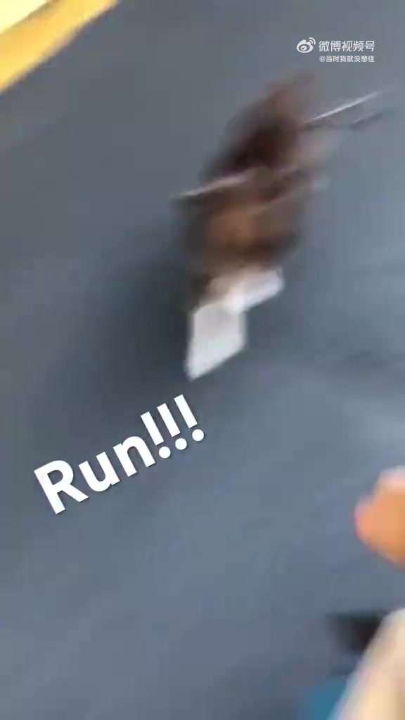 边牧：这种流浪狗的玩笑不要开