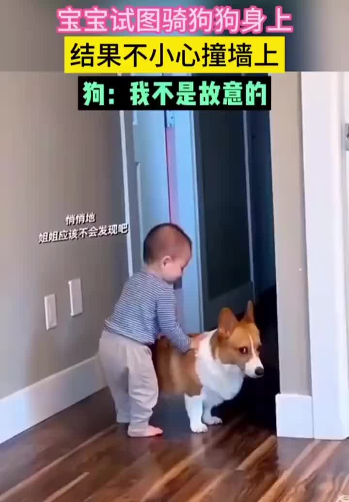 狗狗：我说不是故意的你信不信
