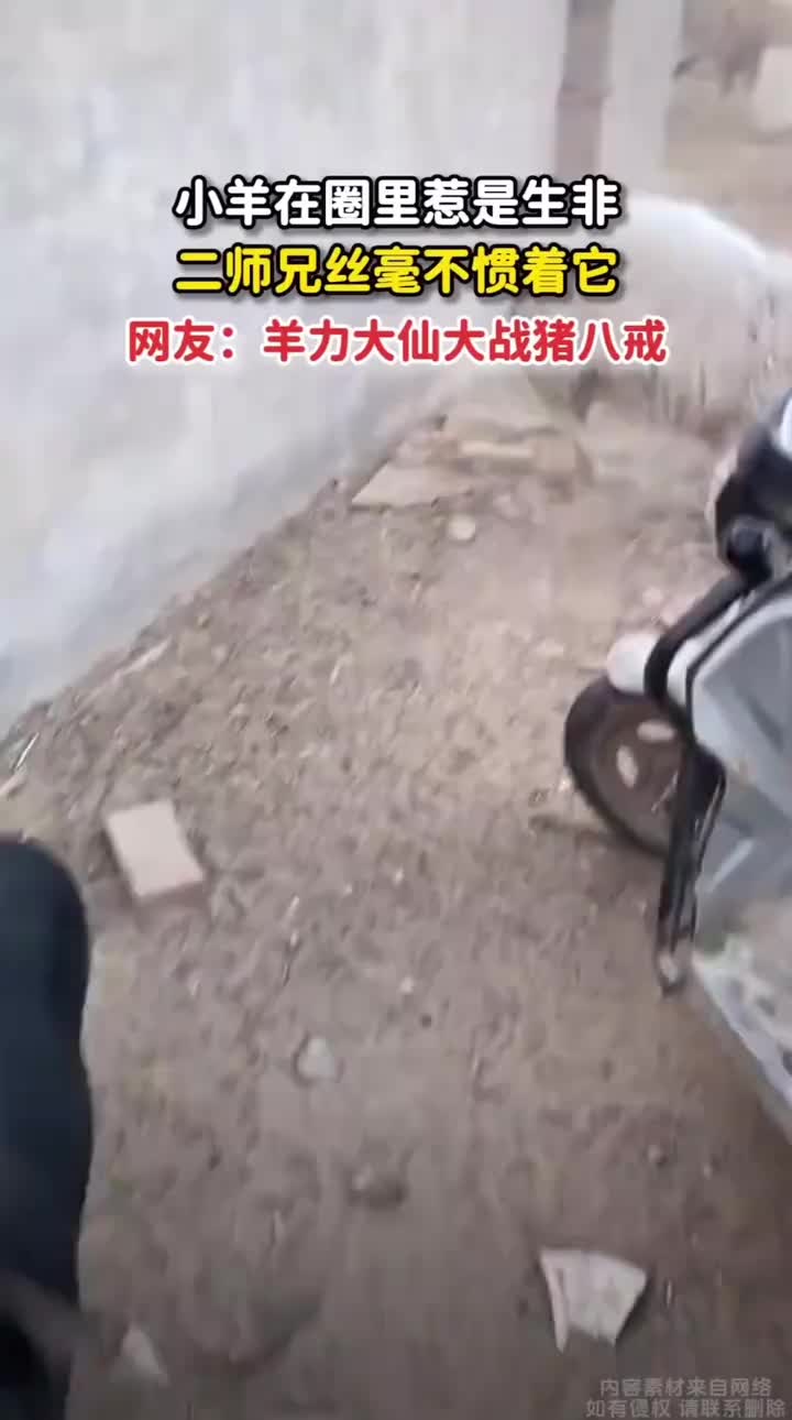 绵羊在圈里惹事生非，老猪一点也没惯着它