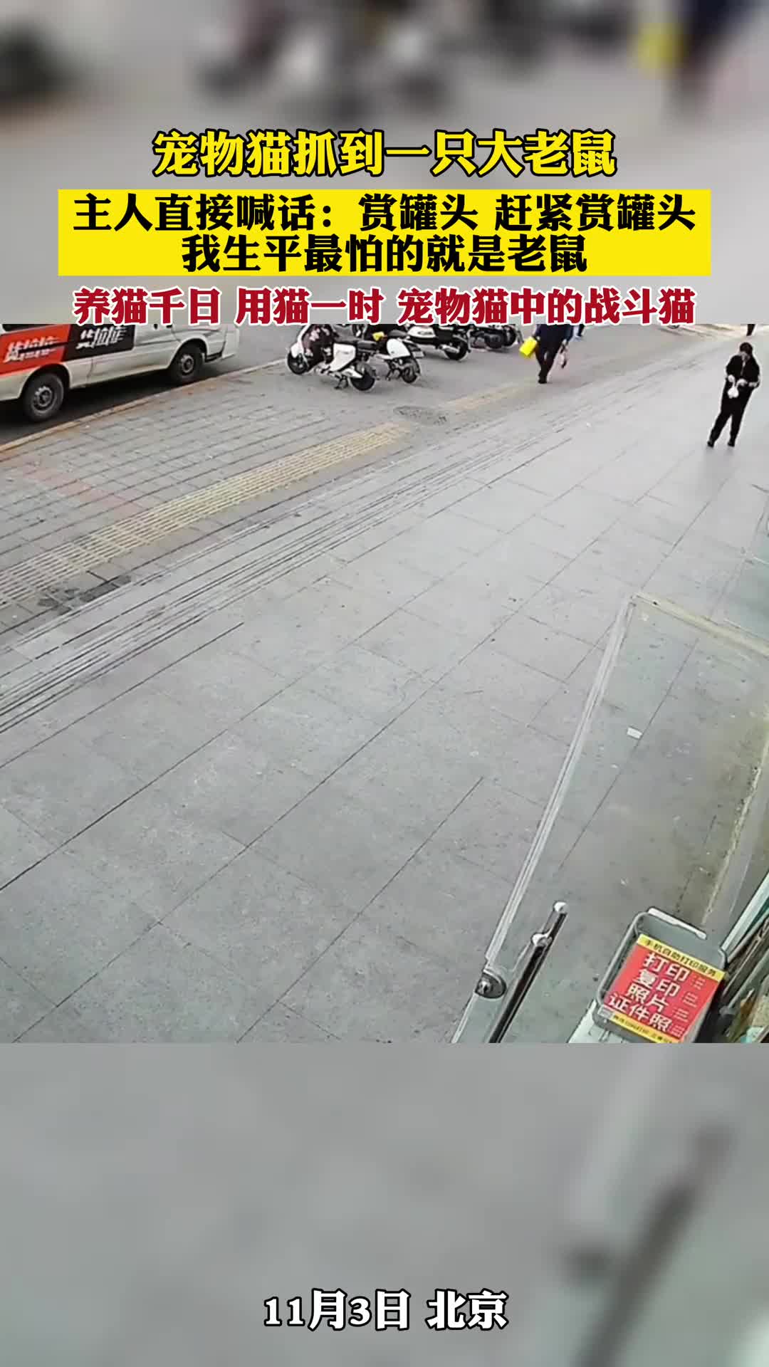 宠物猫抓到一只大老鼠，居然还有会抓老鼠的猫