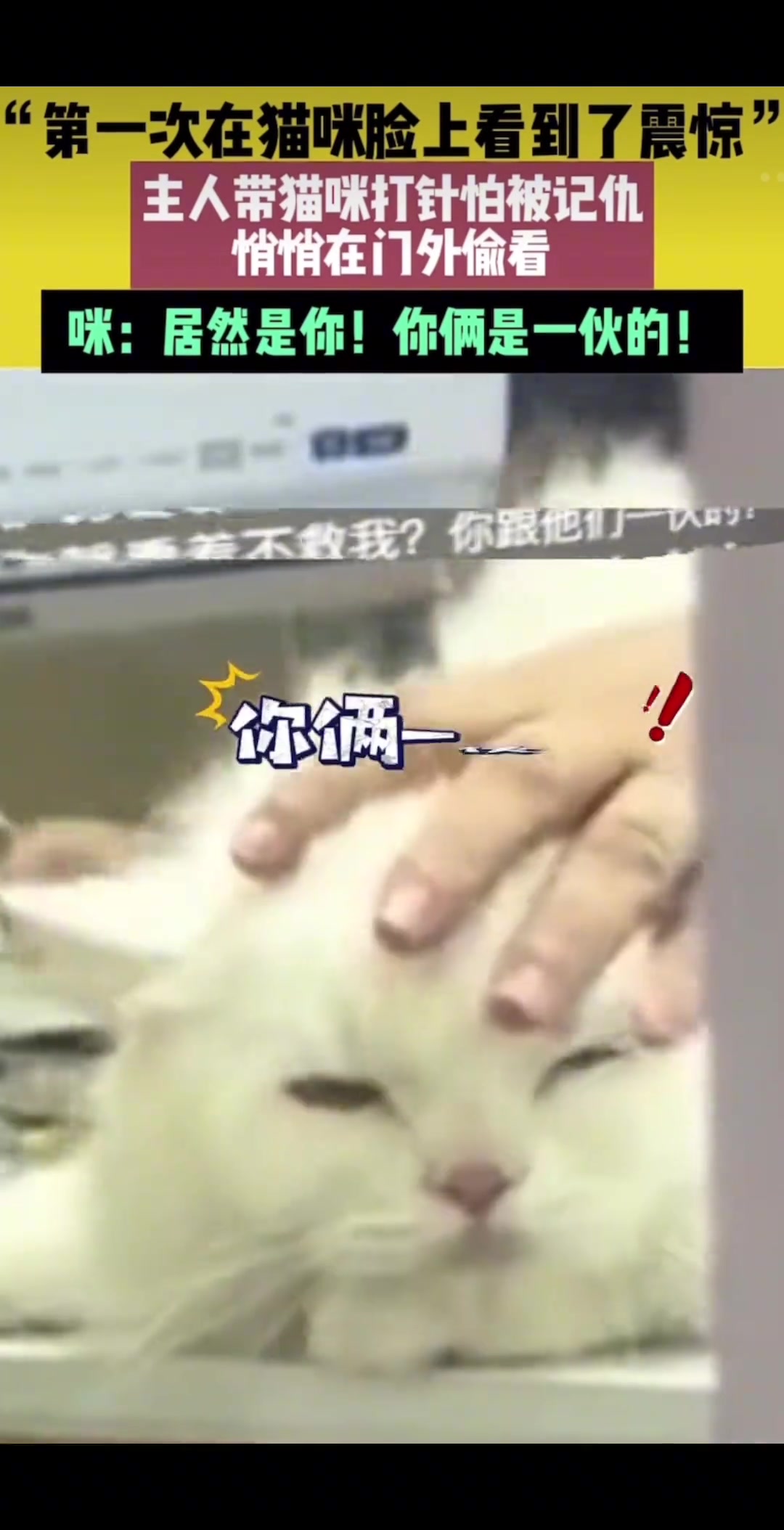 第一次在猫脸上看到了震惊