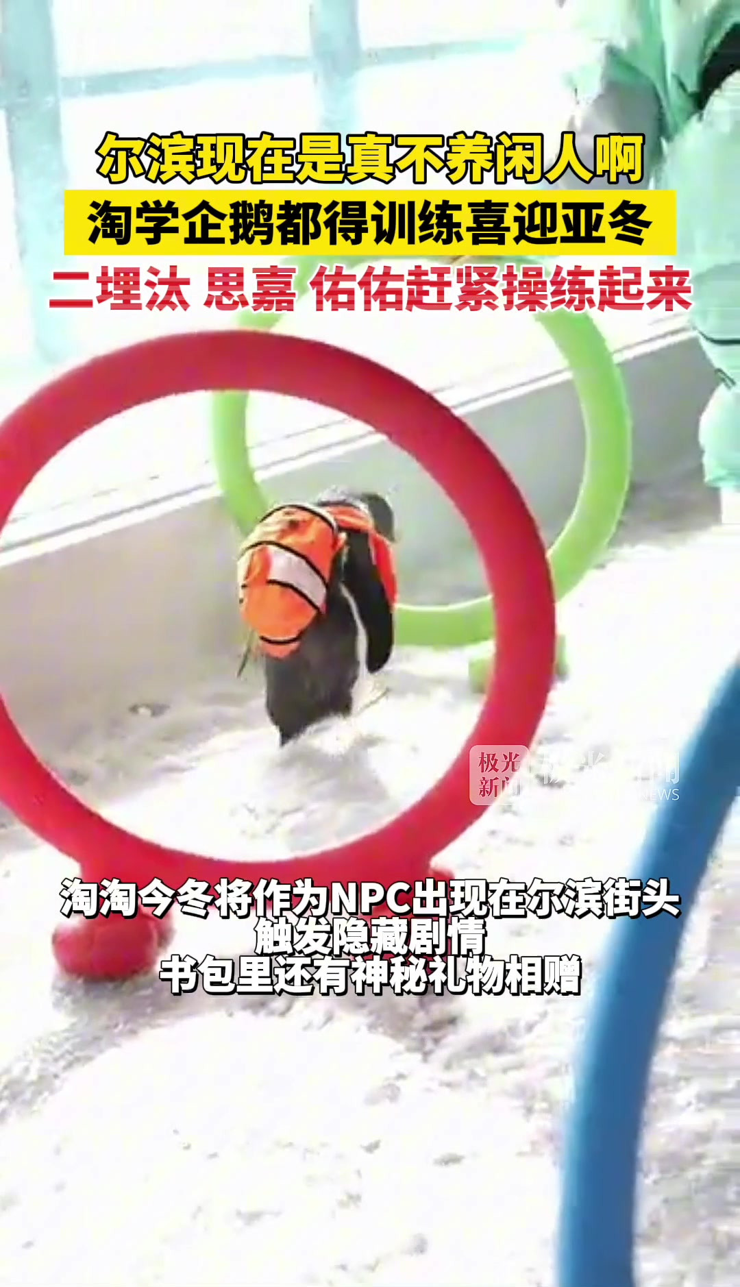 淘学企鹅都得训练喜迎亚冬