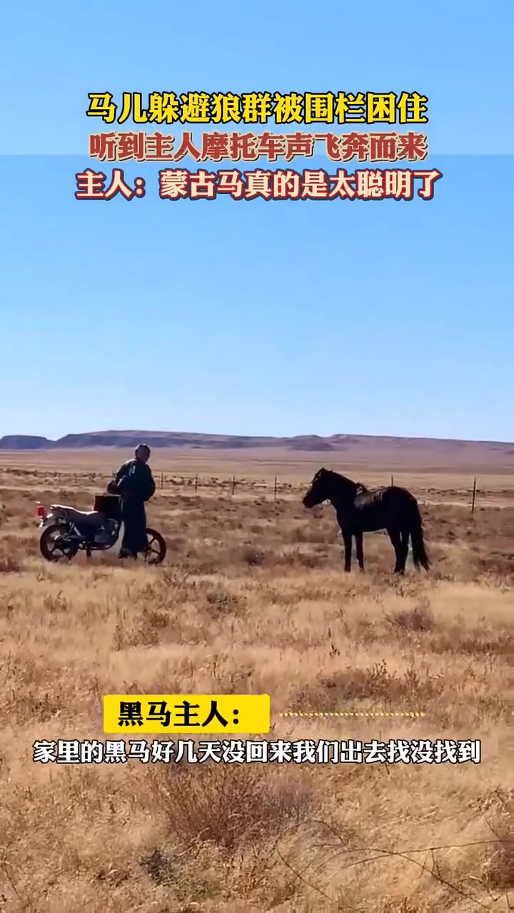 马儿太聪明了