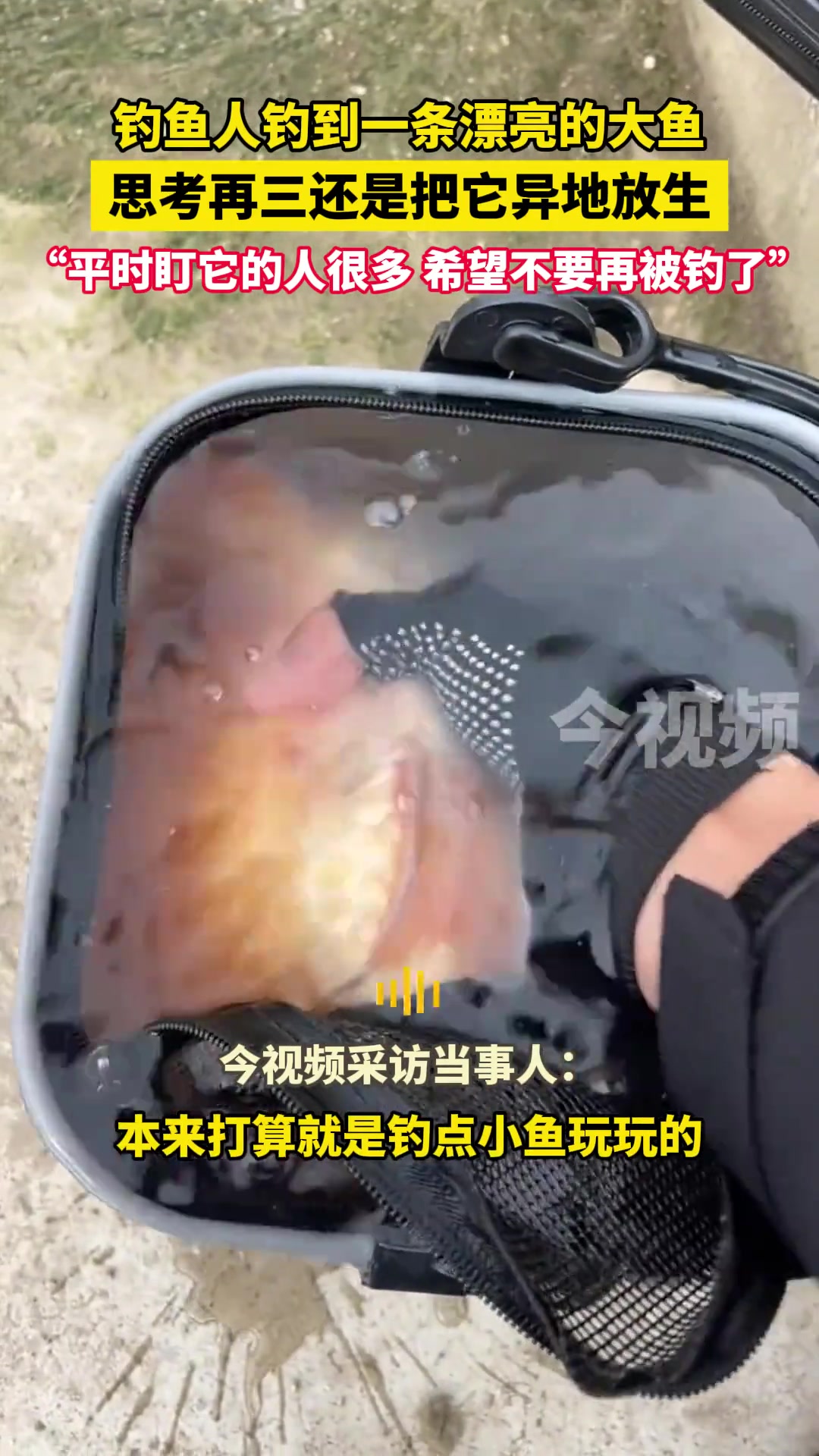 遇见锦鲤，好运连连