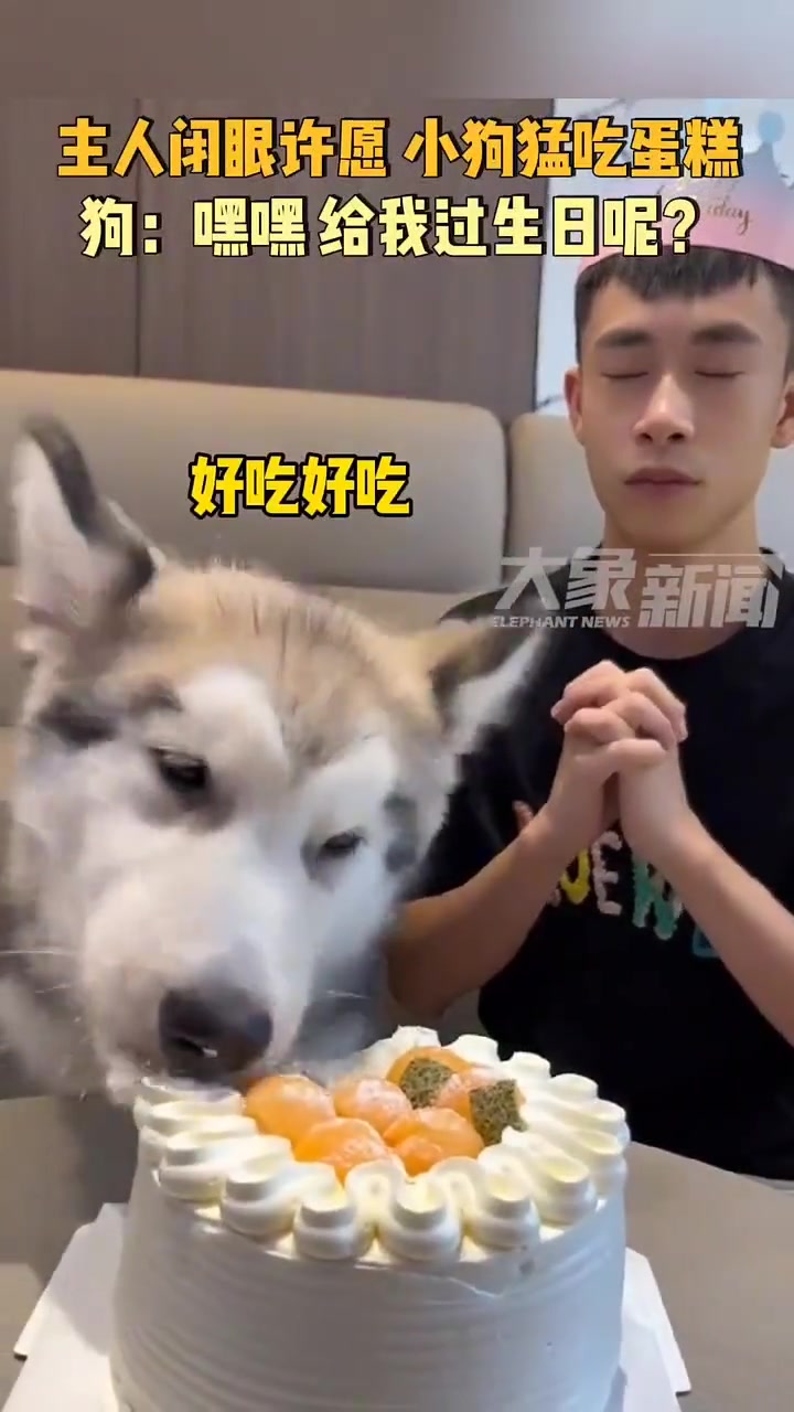 不养狗不知道养狗的乐趣