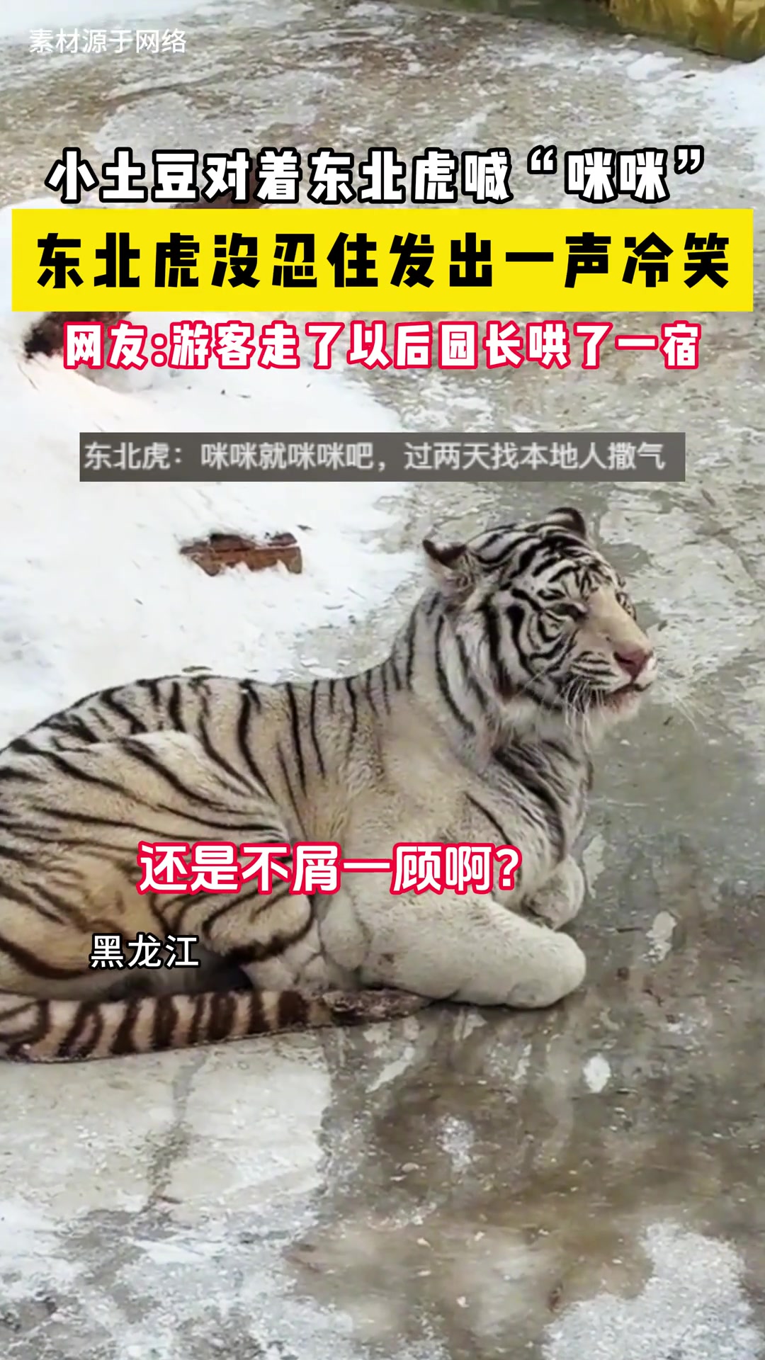 东北虎没忍住发出一声冷笑