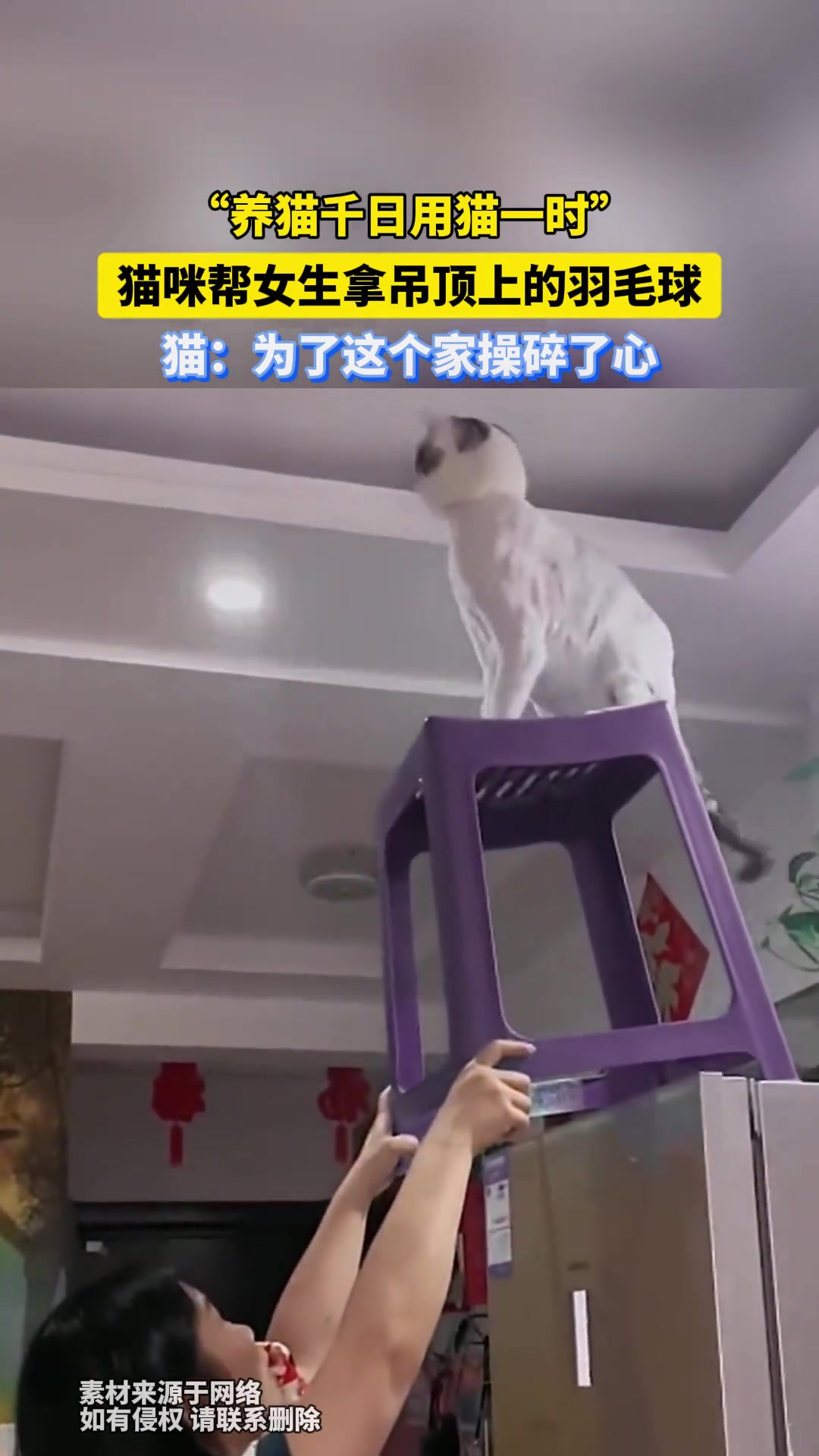 猫咪帮女生拿吊顶上的羽毛球